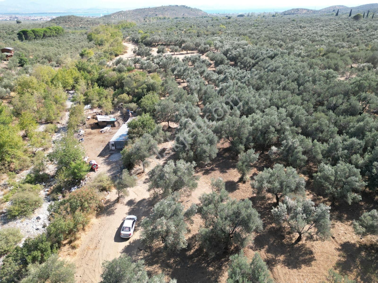 Sabri Pınarbaşı'dan Kızılkeçili'de Satılık 19.783m2 Yatırımlık Zeytinlik - Görsel 4