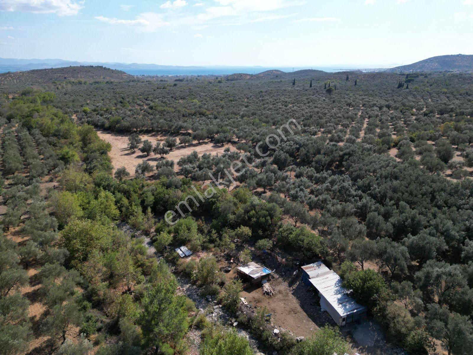 Sabri Pınarbaşı'dan Kızılkeçili'de Satılık 19.783m2 Yatırımlık Zeytinlik - Görsel 11