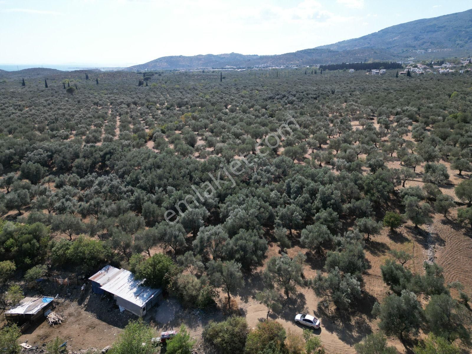 Sabri Pınarbaşı'dan Kızılkeçili'de Satılık 19.783m2 Yatırımlık Zeytinlik - Görsel 7