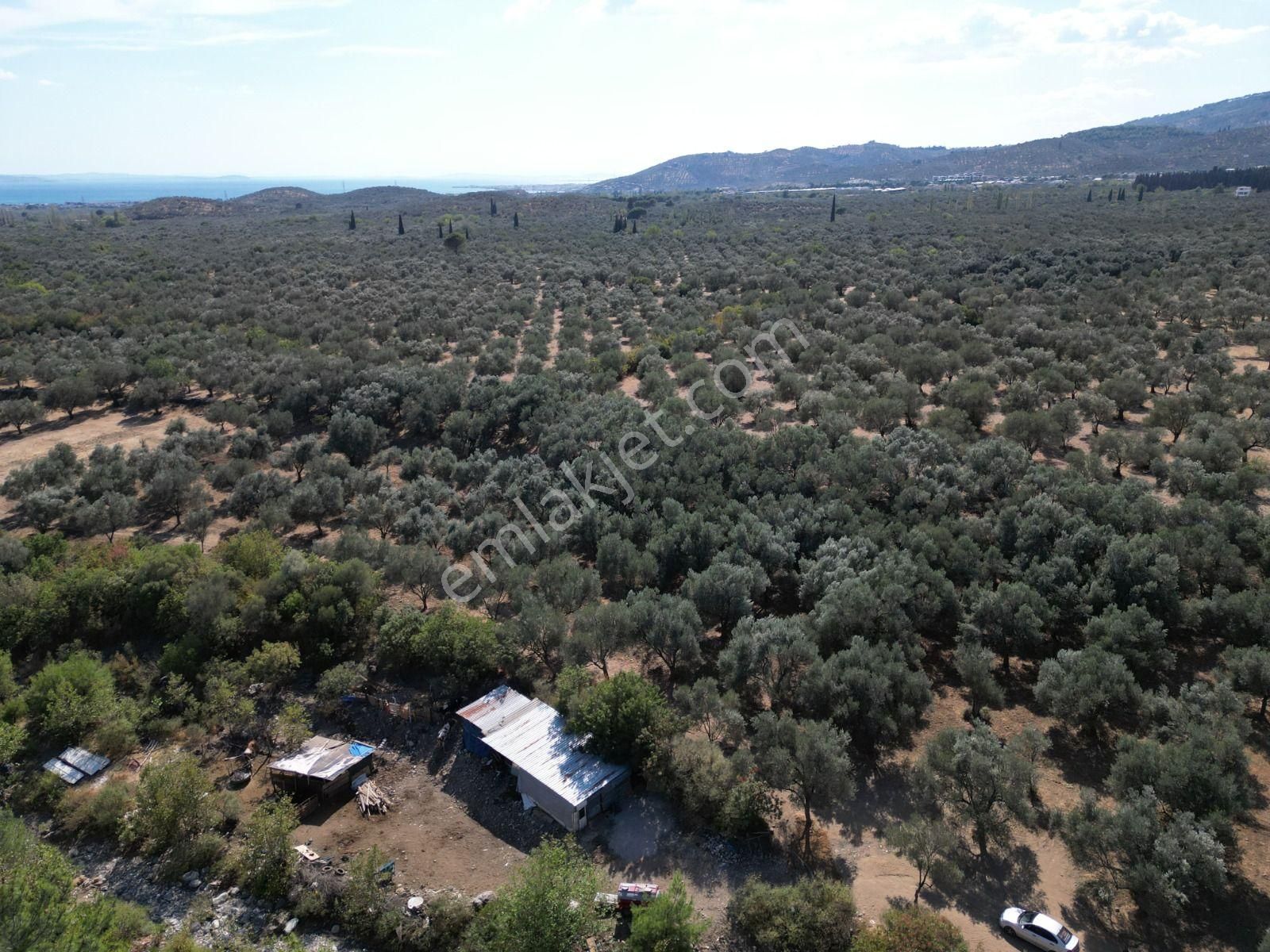 Sabri Pınarbaşı'dan Kızılkeçili'de Satılık 19.783m2 Yatırımlık Zeytinlik - Görsel 8