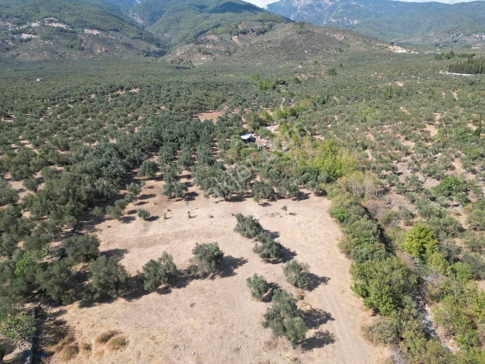 Sabri Pınarbaşı'dan Kızılkeçili'de Satılık 19.783m2 Yatırımlık Zeytinlik - Görsel 12