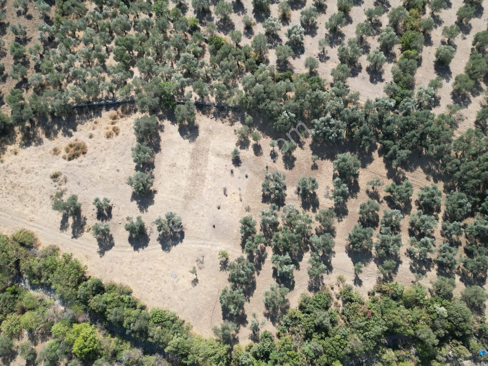 Sabri Pınarbaşı'dan Kızılkeçili'de Satılık 19.783m2 Yatırımlık Zeytinlik - Görsel 19
