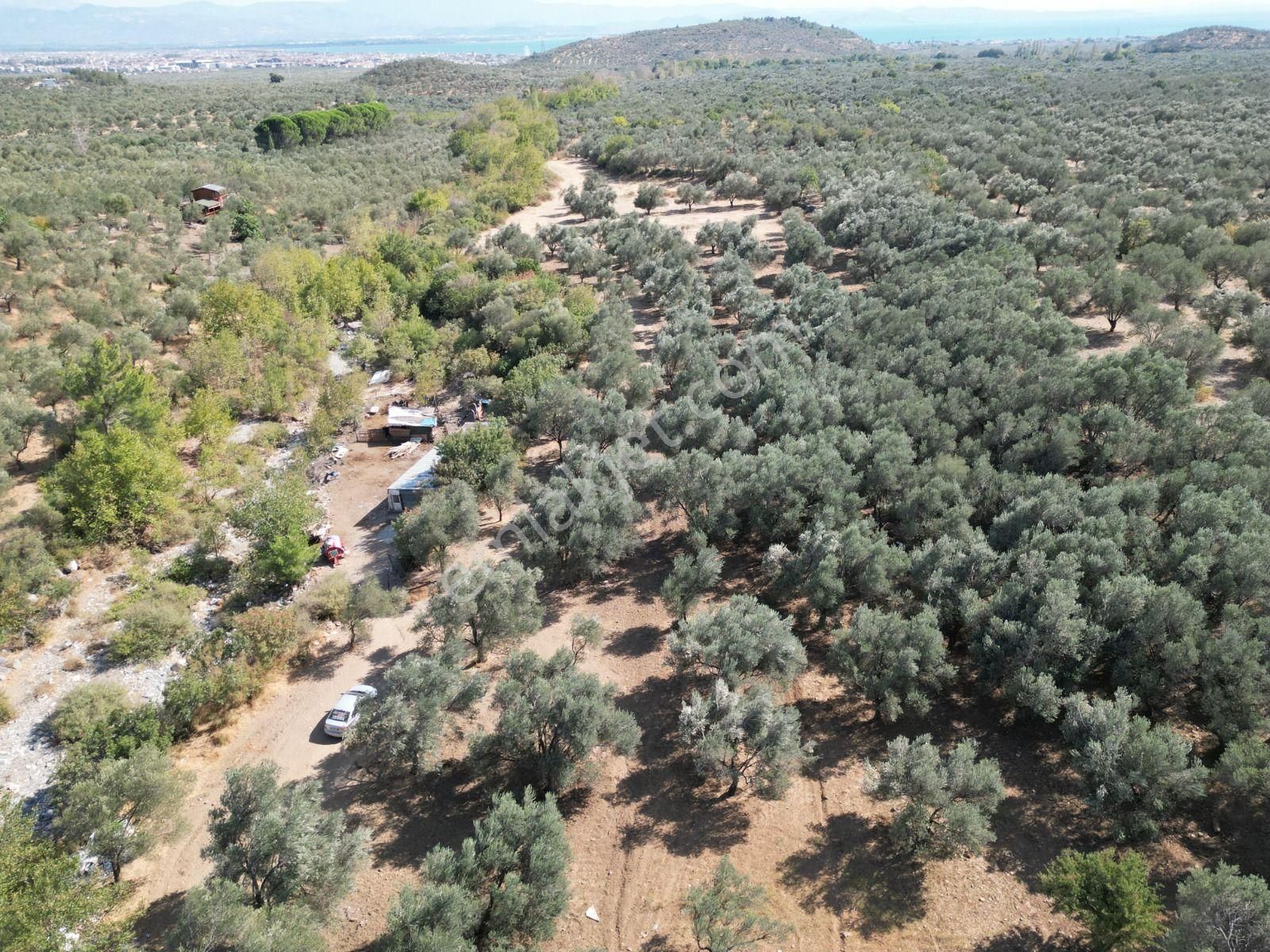 Sabri Pınarbaşı'dan Kızılkeçili'de Satılık 19.783m2 Yatırımlık Zeytinlik - Görsel 2