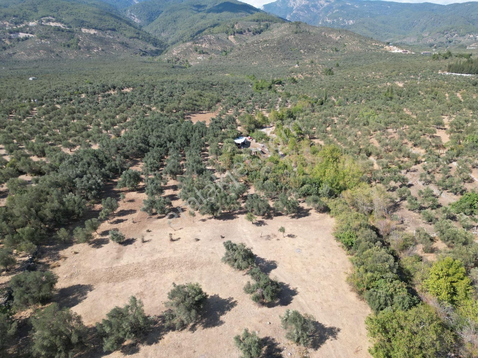 Sabri Pınarbaşı'dan Kızılkeçili'de Satılık 19.783m2 Yatırımlık Zeytinlik - Görsel 10