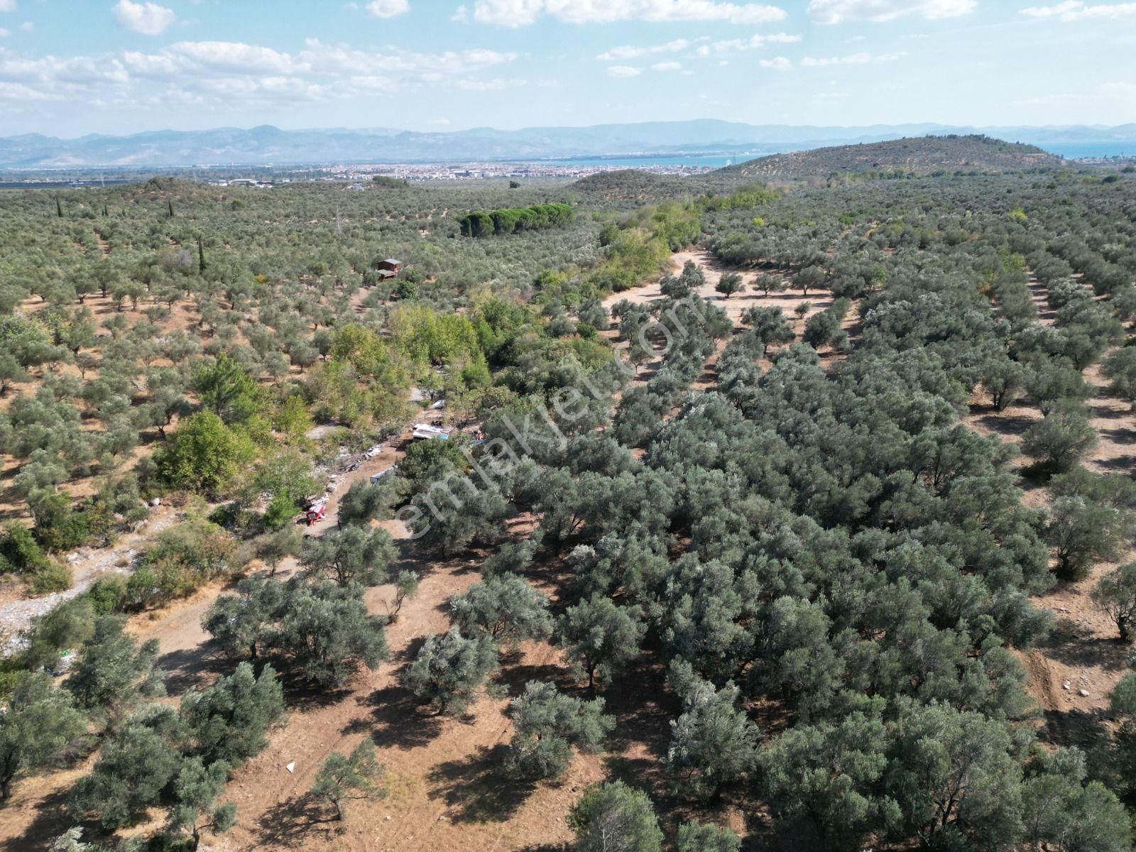 Sabri Pınarbaşı'dan Kızılkeçili'de Satılık 19.783m2 Yatırımlık Zeytinlik - Görsel 5