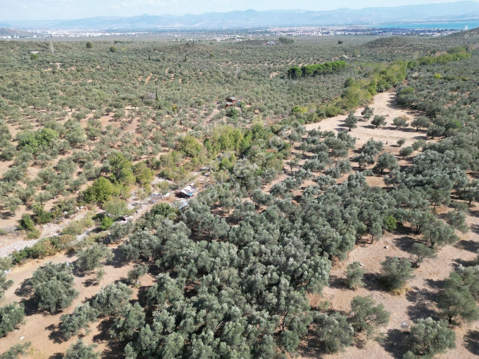 Sabri Pınarbaşı'dan Kızılkeçili'de Satılık 19.783m2 Yatırımlık Zeytinlik - Görsel 18