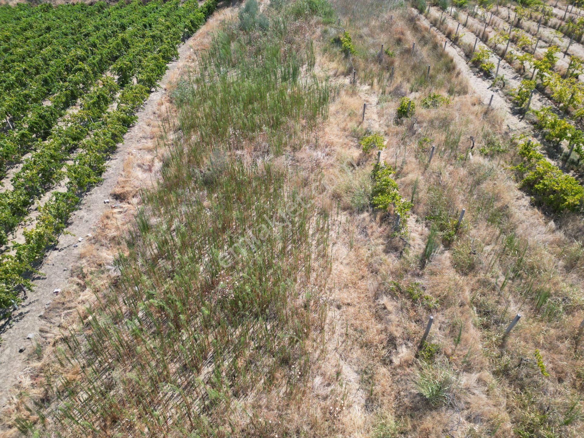 Görece'de Gediz Nehri Yanında Yolu Açık Tarla - Görsel 14