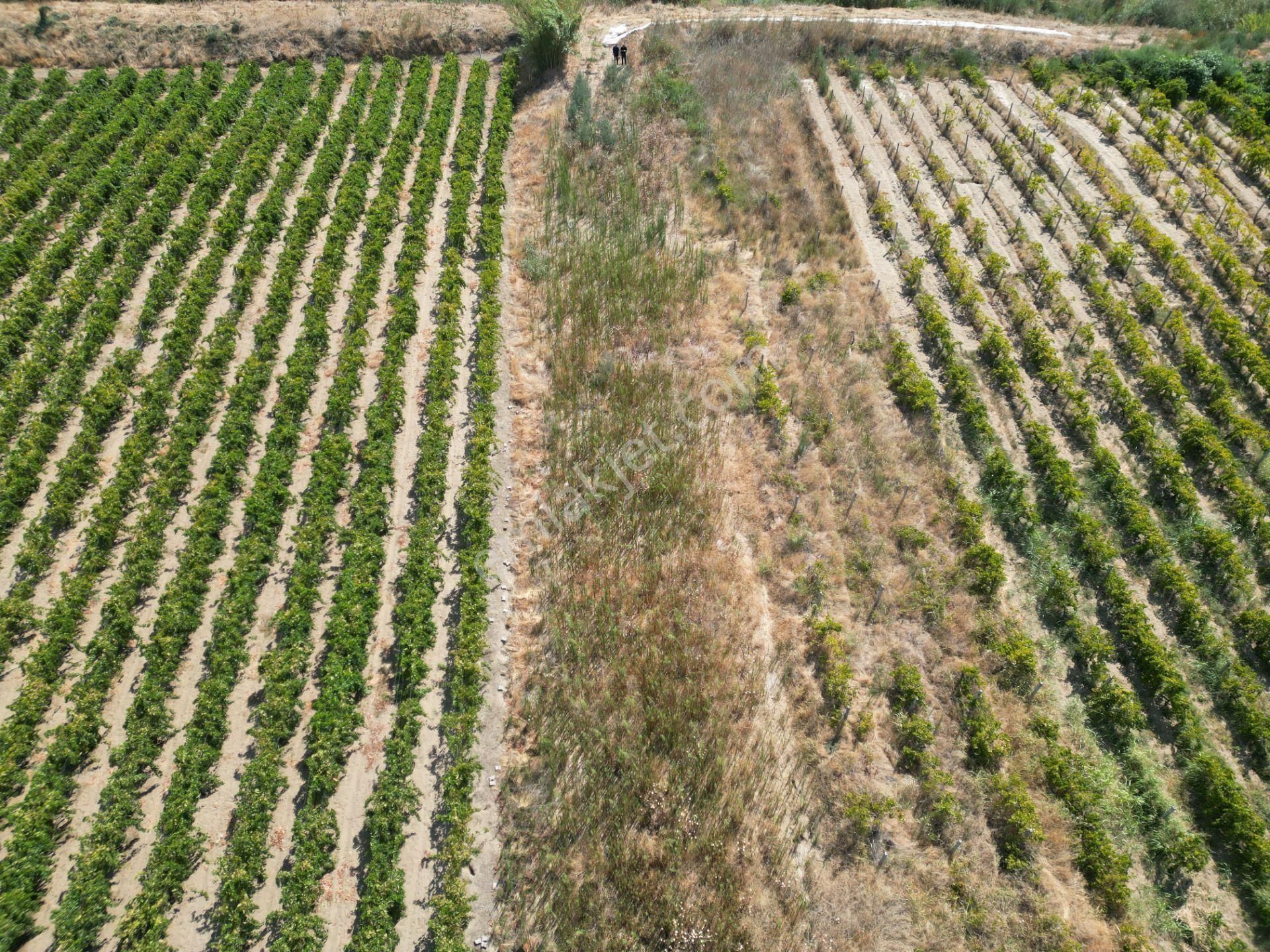 Görece'de Gediz Nehri Yanında Yolu Açık Tarla - Görsel 12