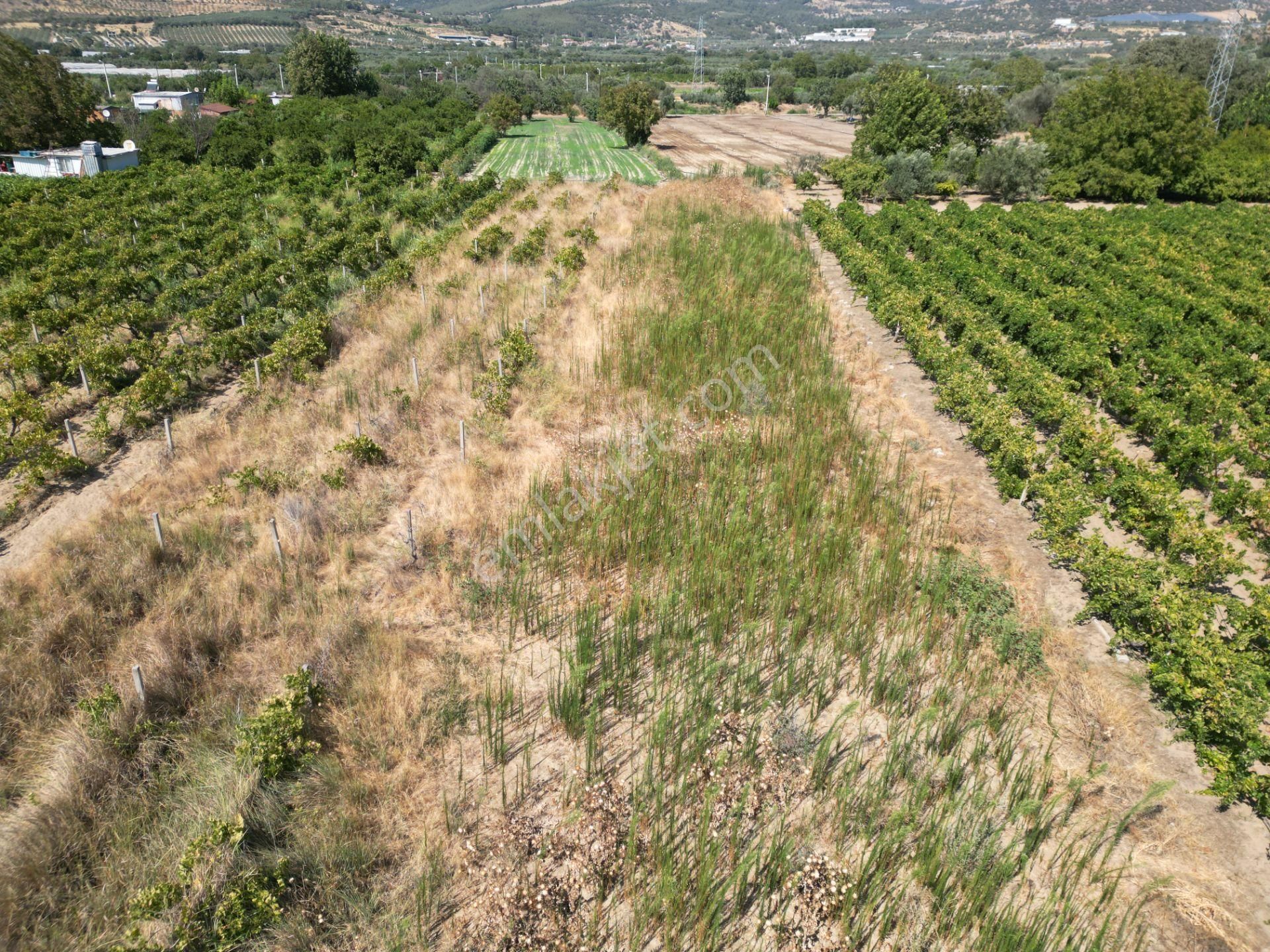 Görece'de Gediz Nehri Yanında Yolu Açık Tarla - Görsel 17