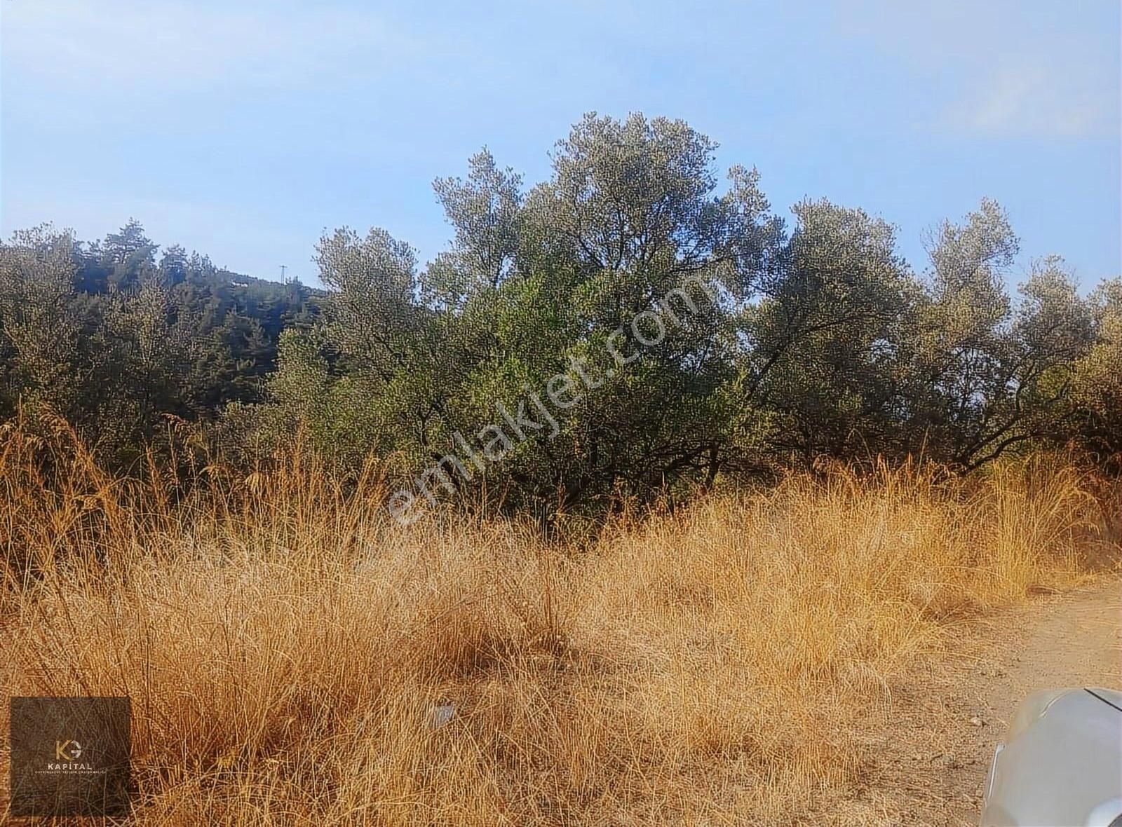 Mudanya Kumyaka Köyü'nde Kapital'den Yatırımlık Fırsat Zeytinlik - Görsel 10