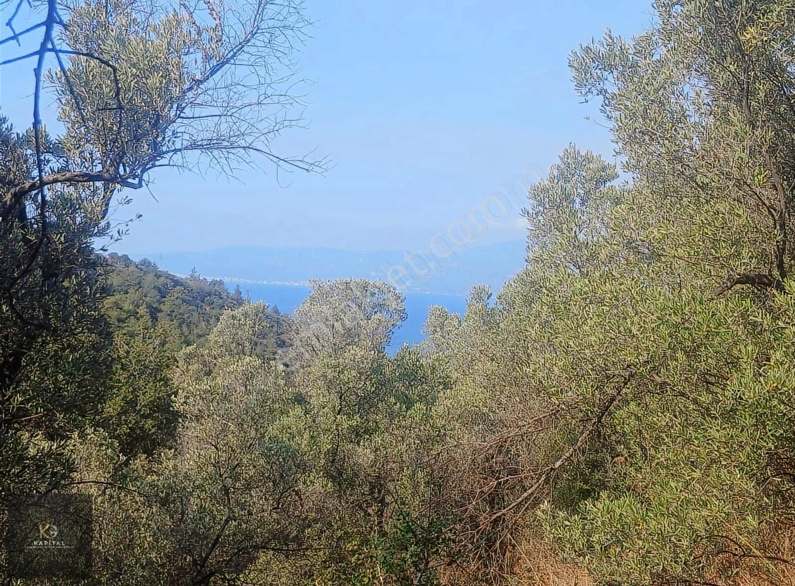 Mudanya Kumyaka Köyü'nde Kapital'den Yatırımlık Fırsat Zeytinlik - Görsel 4