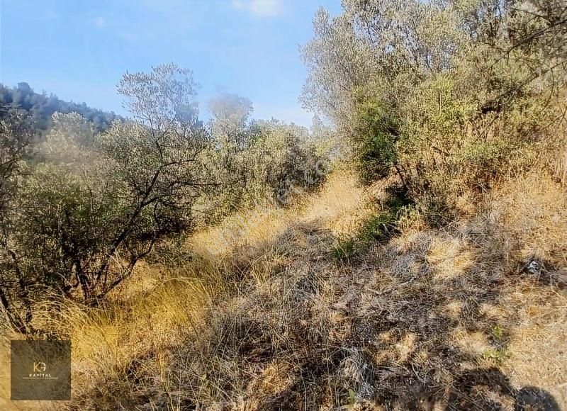 Mudanya Kumyaka Köyü'nde Kapital'den Yatırımlık Fırsat Zeytinlik - Görsel 17