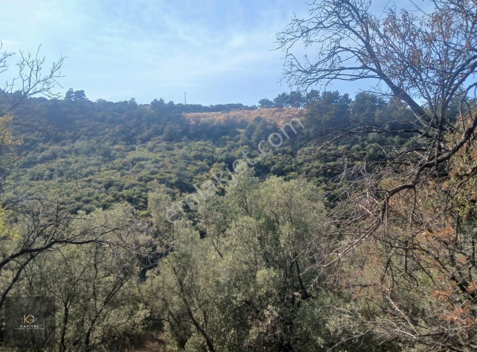 Mudanya Kumyaka Köyü'nde Kapital'den Yatırımlık Fırsat Zeytinlik - Görsel 5