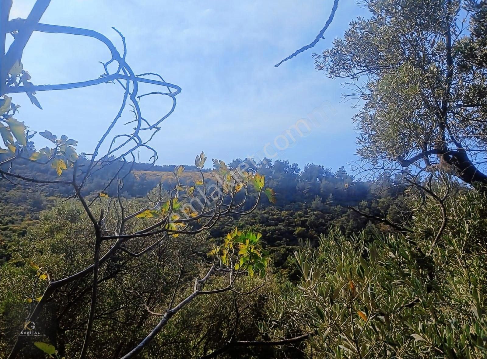 Mudanya Kumyaka Köyü'nde Kapital'den Yatırımlık Fırsat Zeytinlik - Görsel 3