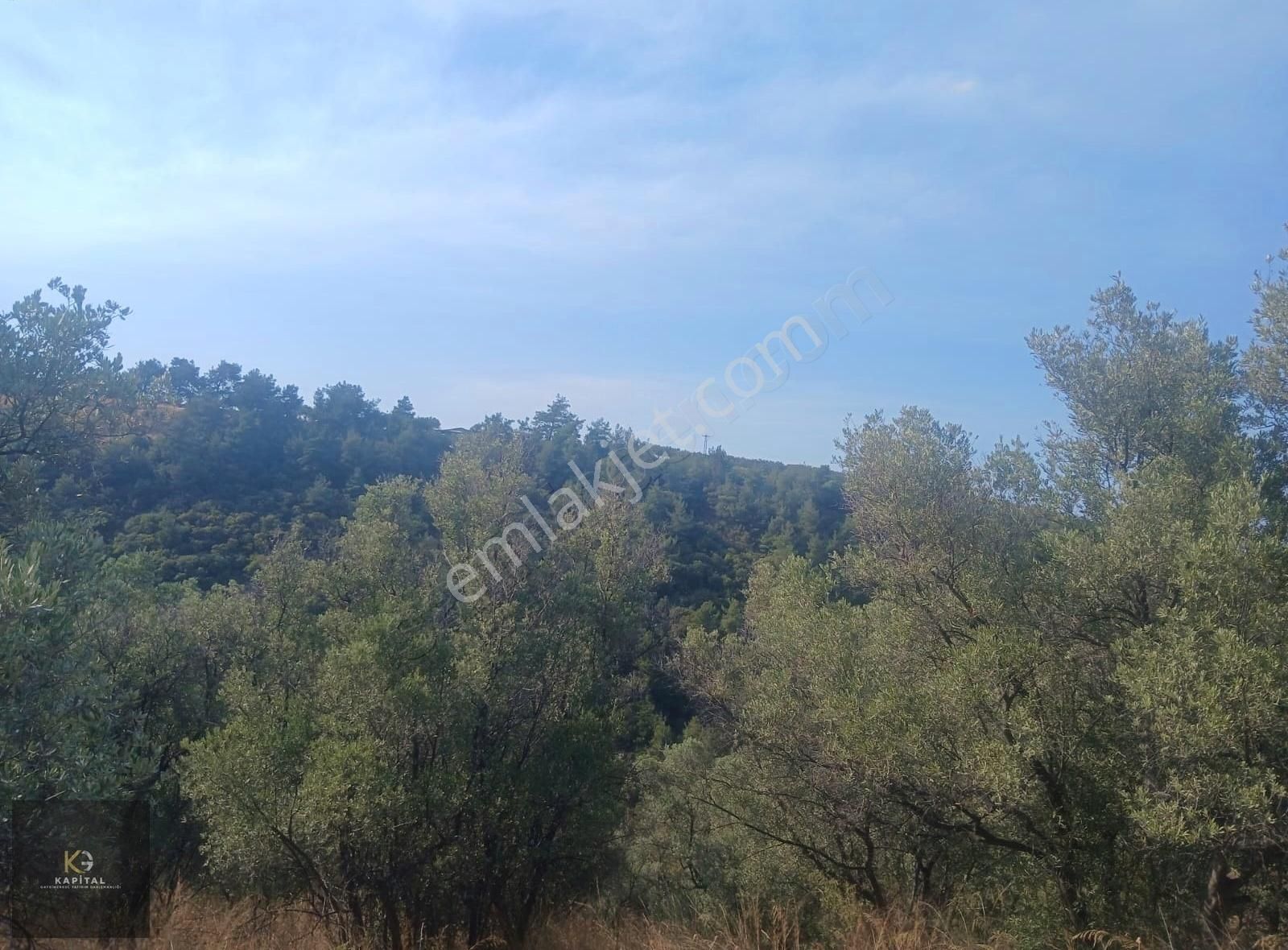 Mudanya Kumyaka Köyü'nde Kapital'den Yatırımlık Fırsat Zeytinlik