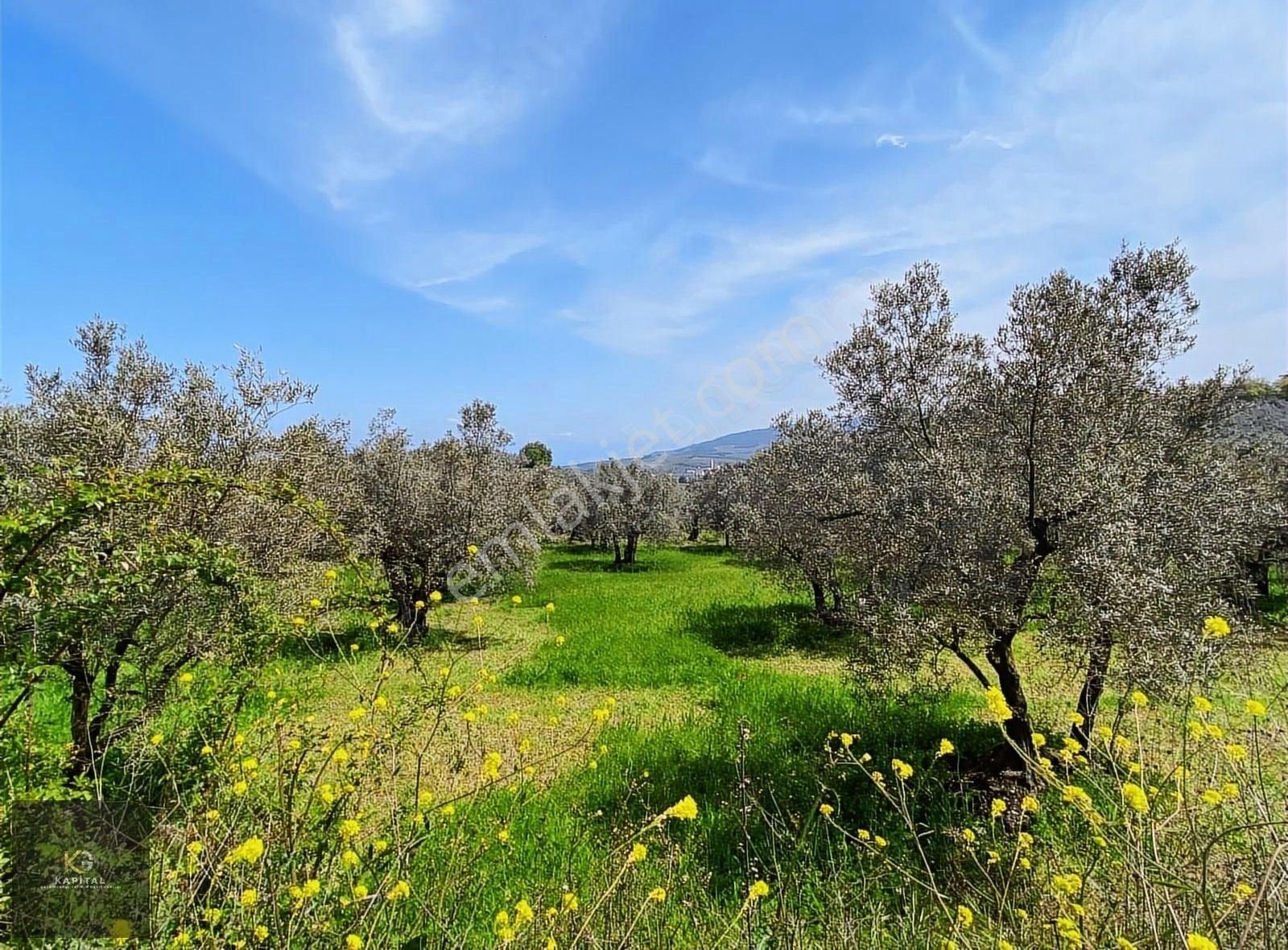 Mudanya Aydınpınar'da Kapital'den 3255 M2 Zeytinlik