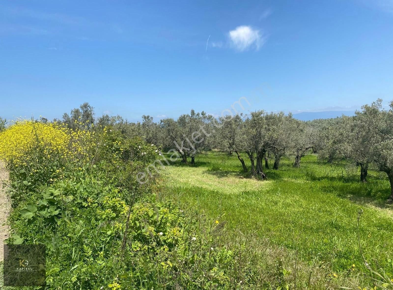 Mudanya Aydınpınar'da Kapital'den 3255 M2 Zeytinlik - Görsel 3