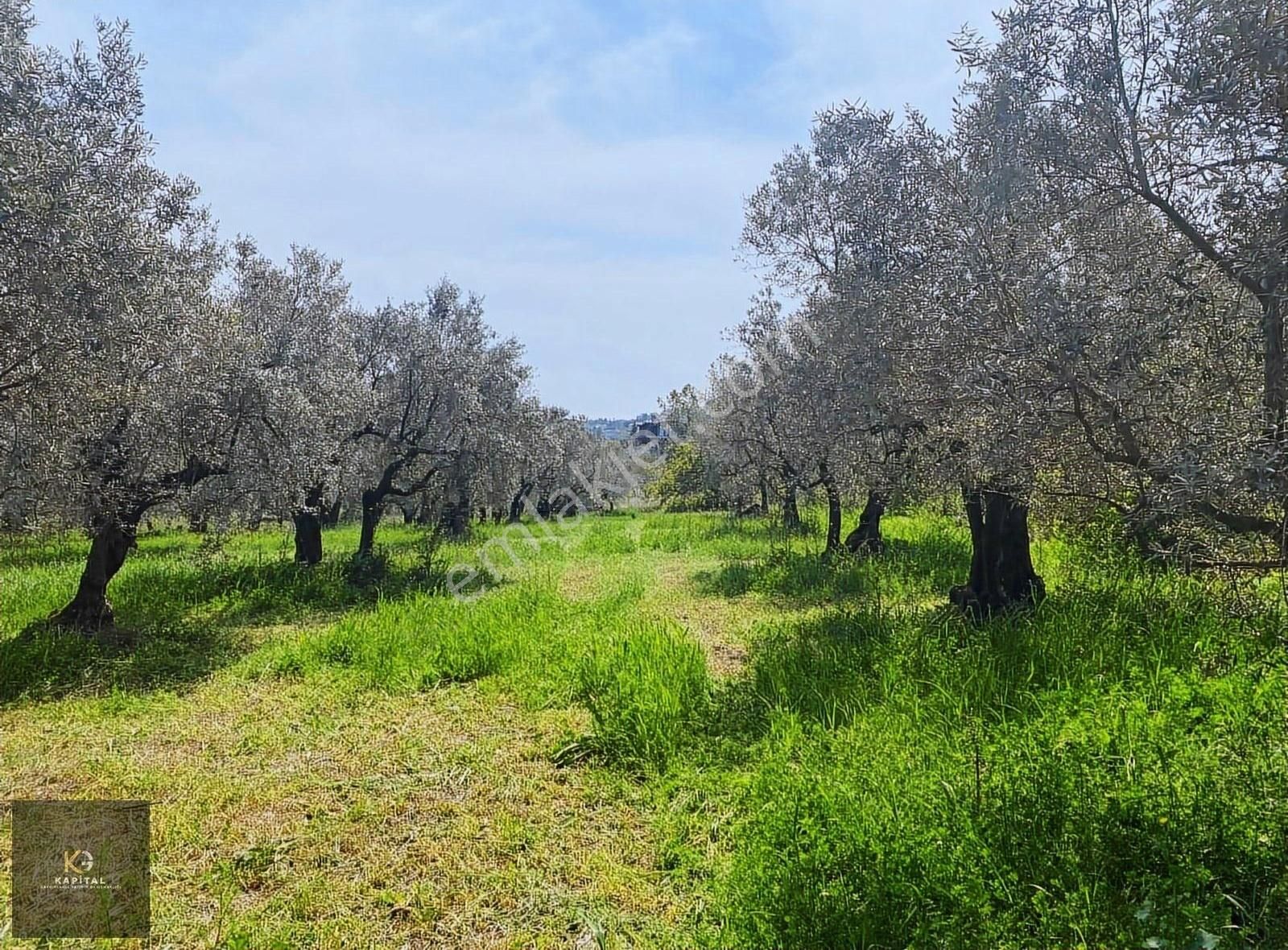 Mudanya Aydınpınar'da Kapital'den 3255 M2 Zeytinlik - Görsel 5