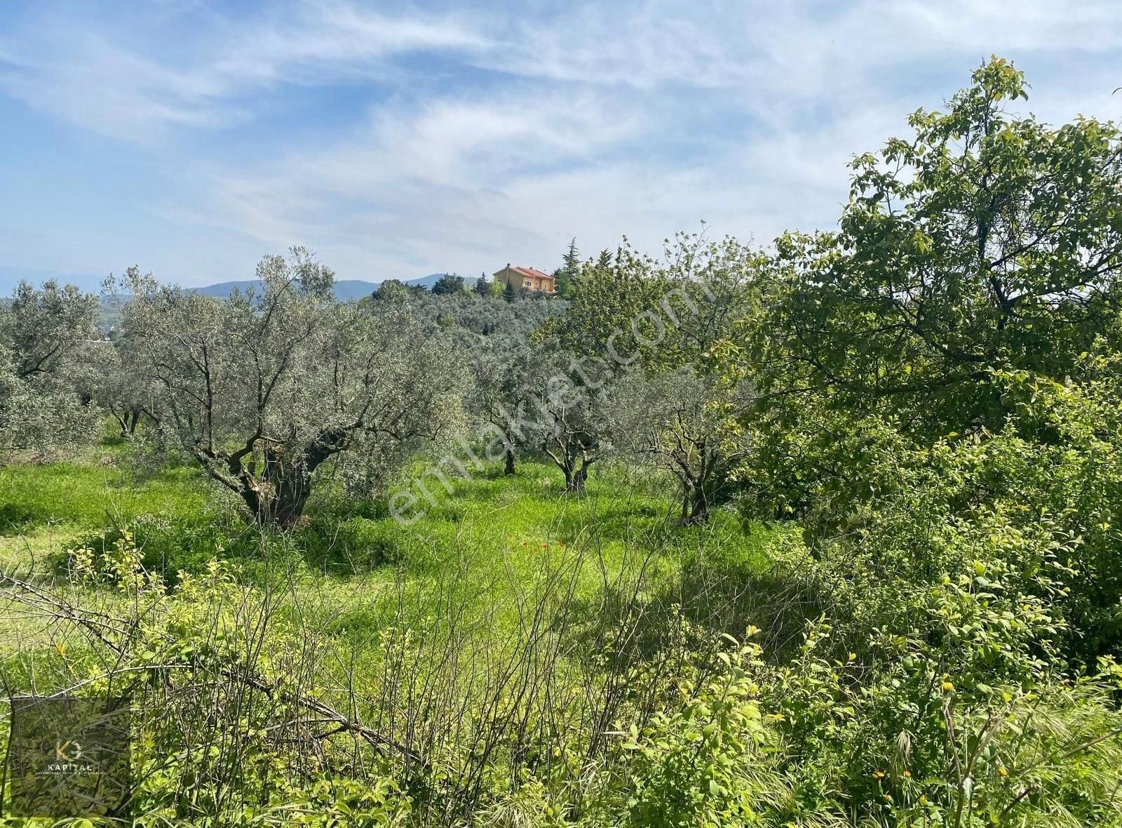 Mudanya Aydınpınar'da Kapital'den 3255 M2 Zeytinlik - Görsel 9