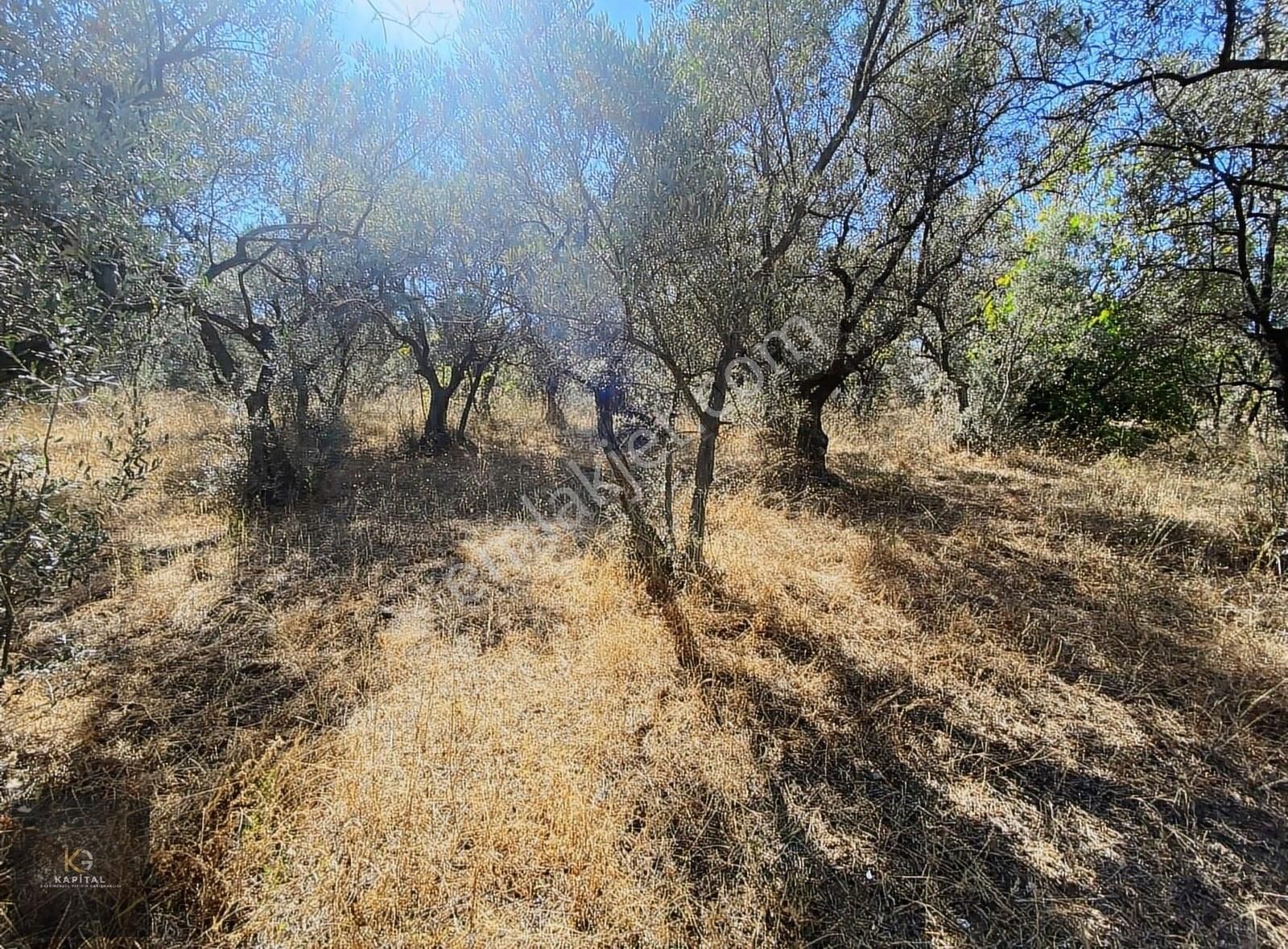Mudanya Kumyaka'da Elektirik Su Yolu Deniz Manzaralı Zeytinlik - Görsel 4