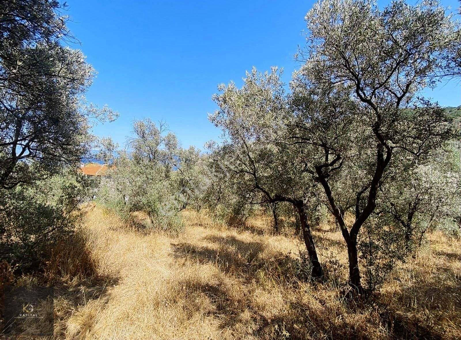 Mudanya Kumyaka'da Elektirik Su Yolu Deniz Manzaralı Zeytinlik - Görsel 9