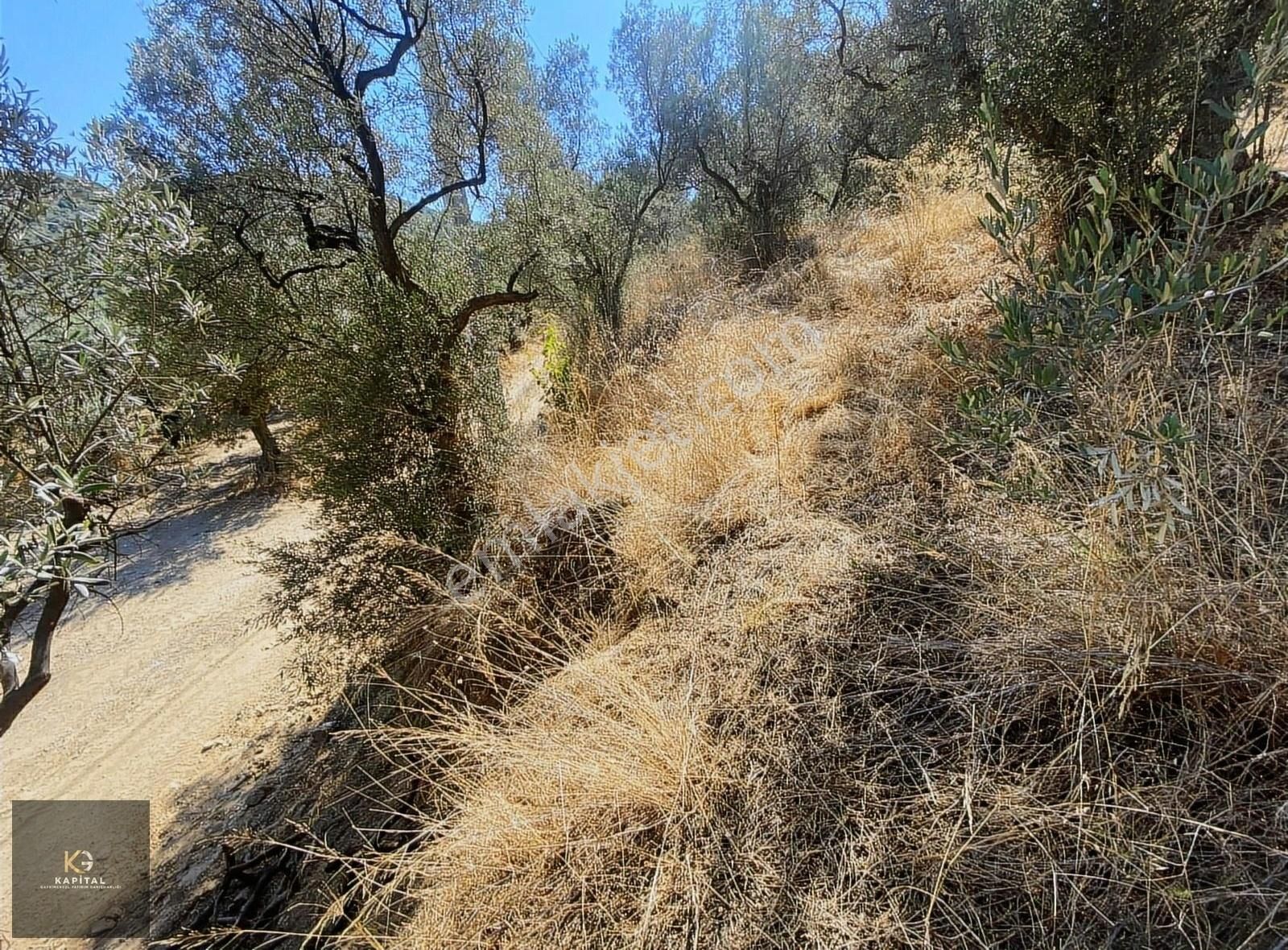 Mudanya Kumyaka'da Elektirik Su Yolu Deniz Manzaralı Zeytinlik - Görsel 15