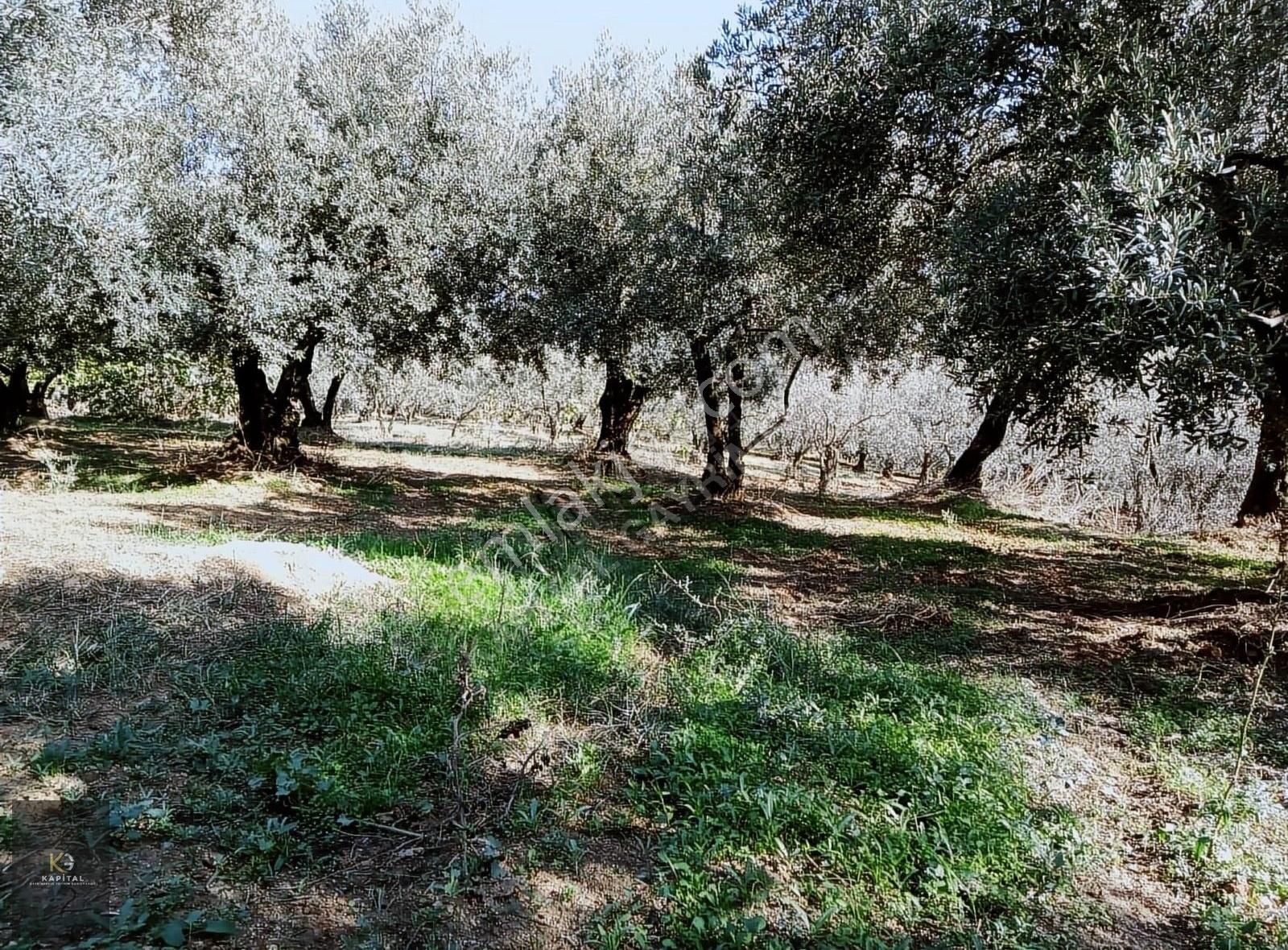 Kapital'den Yalıçiftlikte 1.482 M2 Bakımlı Zeytinlik - Görsel 10