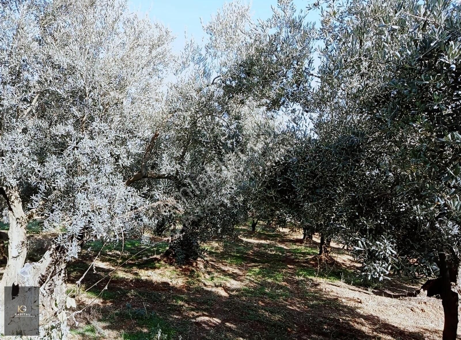 Kapital'den Yalıçiftlikte 1.482 M2 Bakımlı Zeytinlik - Görsel 6