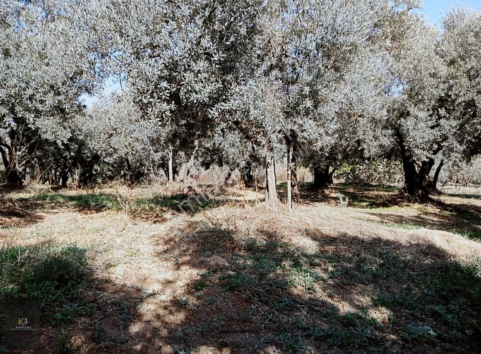Kapital'den Yalıçiftlikte 1.482 M2 Bakımlı Zeytinlik - Görsel 12