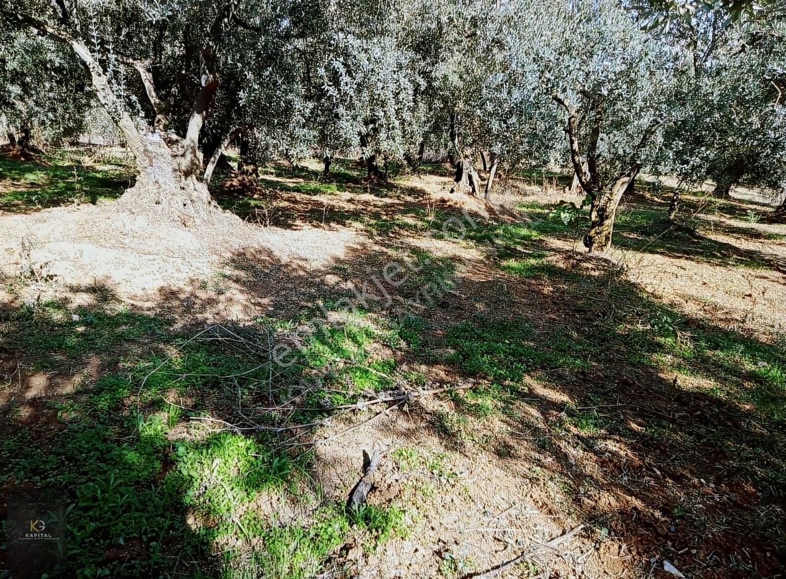 Kapital'den Yalıçiftlikte 1.482 M2 Bakımlı Zeytinlik - Görsel 2