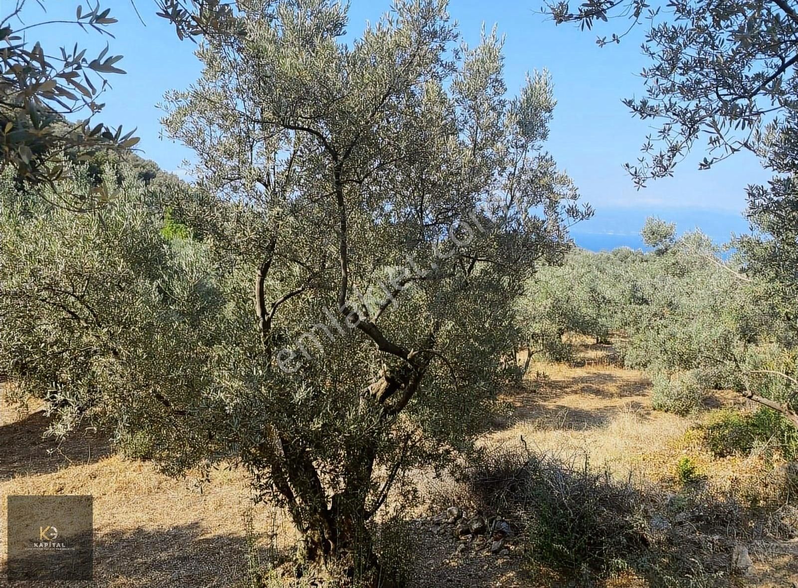 Kapital'den Kumyaka'da 3873 M2 Satılık Zeytinlik - Görsel 5