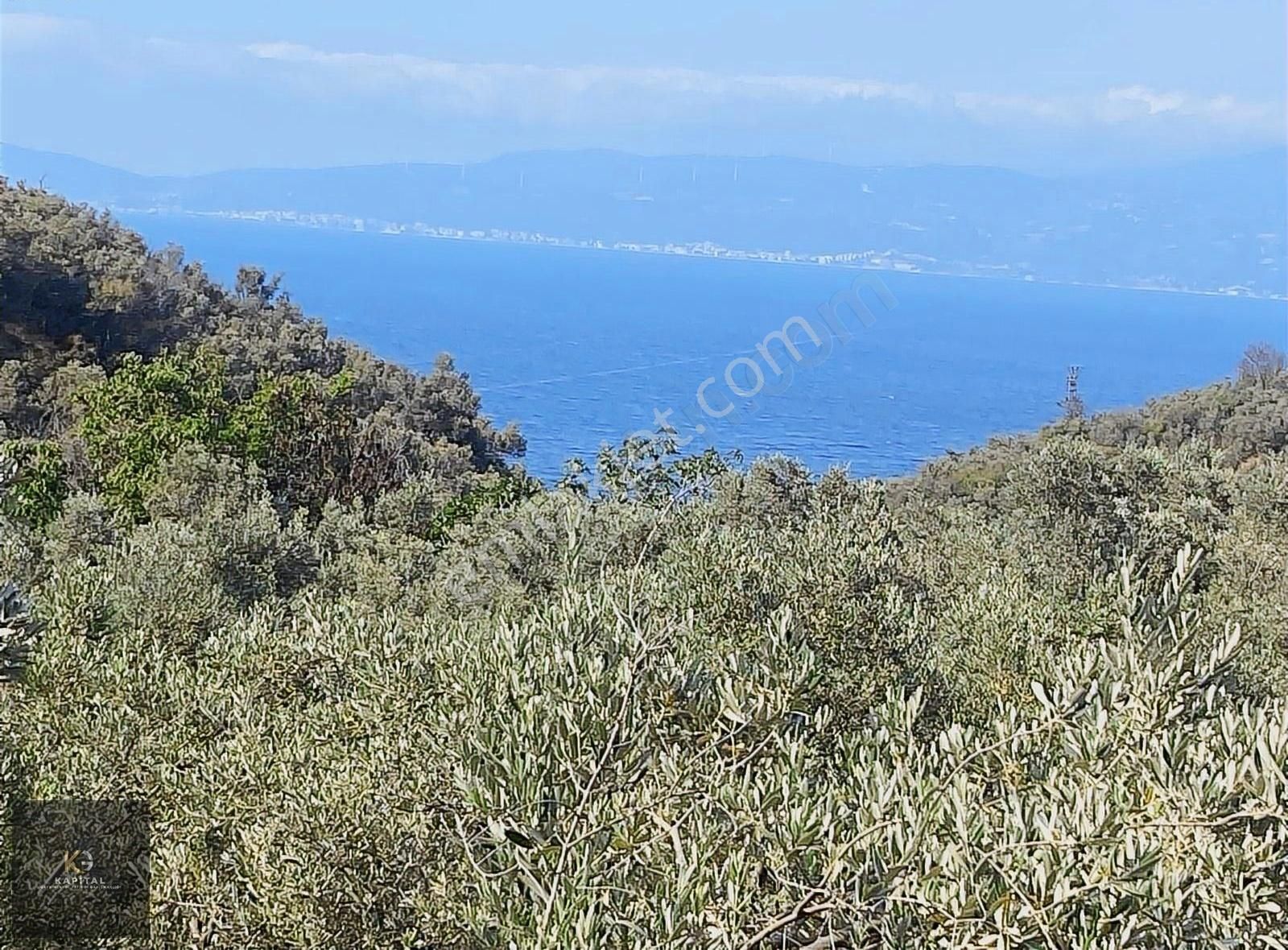 Kapital'den Kumyaka'da 3873 M2 Satılık Zeytinlik - Görsel 11