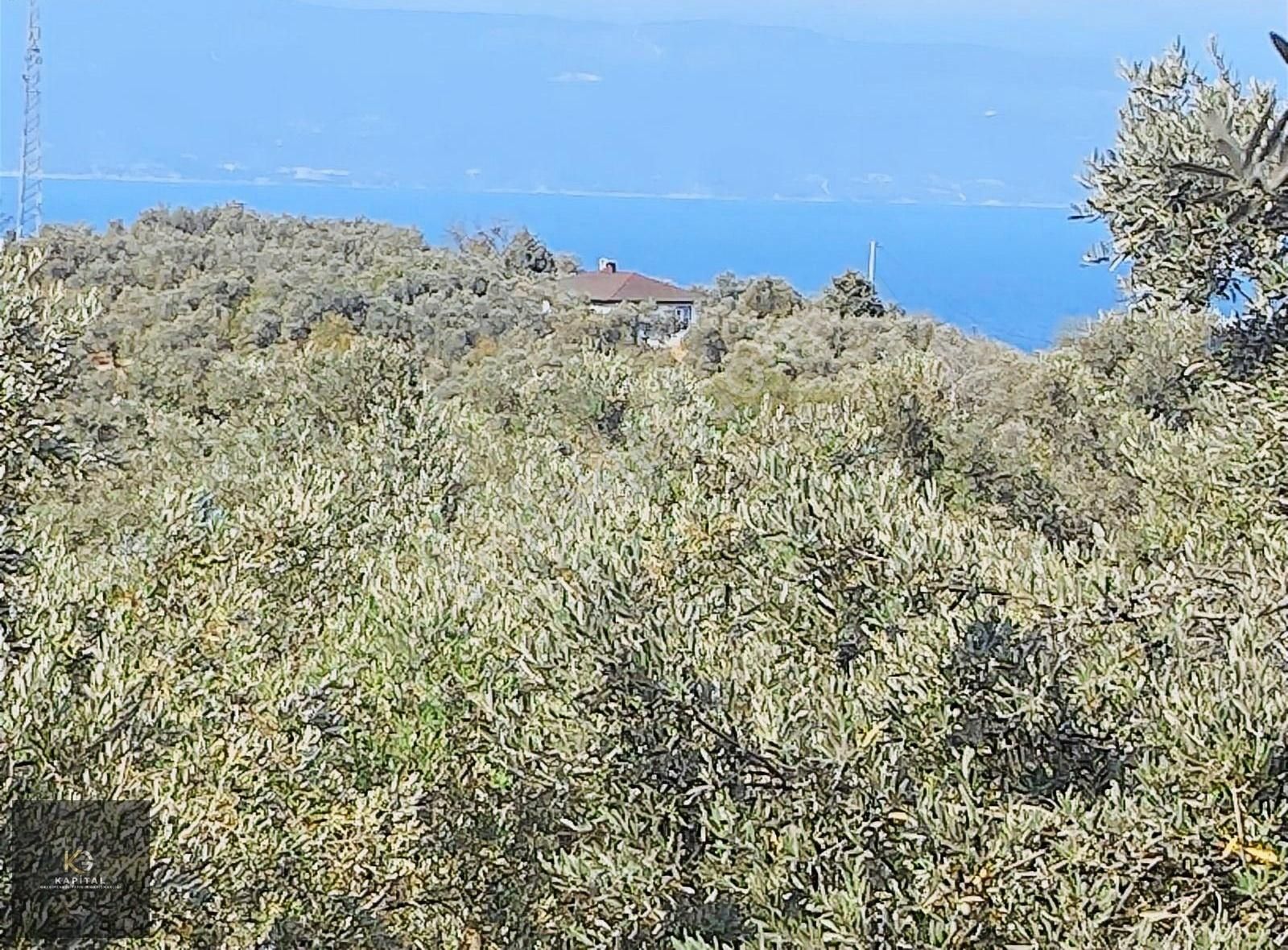Kapital'den Kumyaka'da 3873 M2 Satılık Zeytinlik