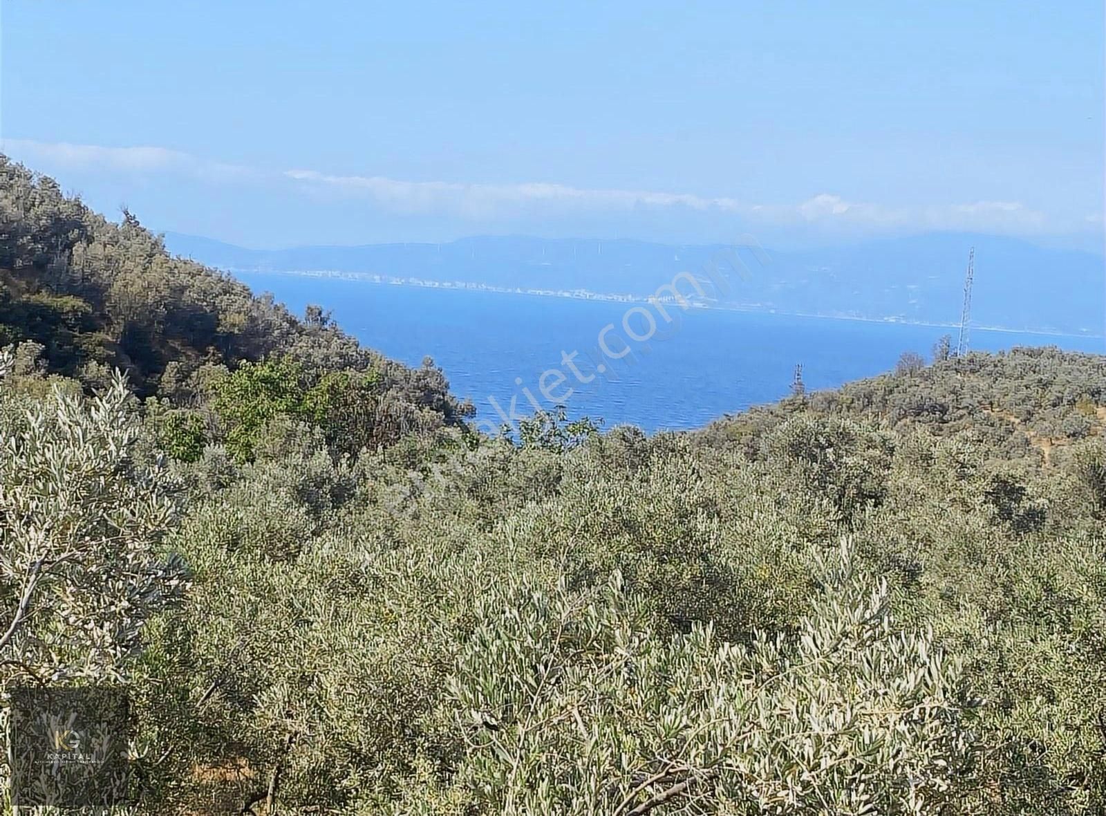 Kapital'den Kumyaka'da 3873 M2 Satılık Zeytinlik - Görsel 10