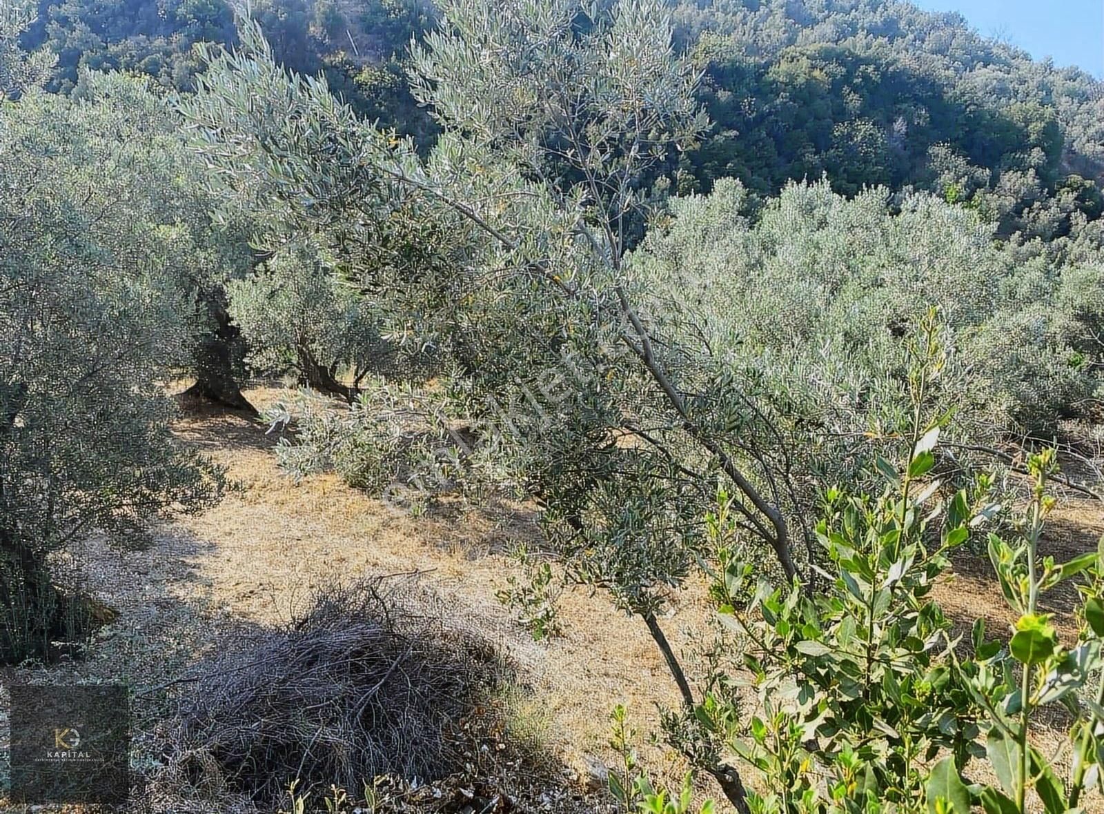Kapital'den Kumyaka'da 3873 M2 Satılık Zeytinlik - Görsel 19