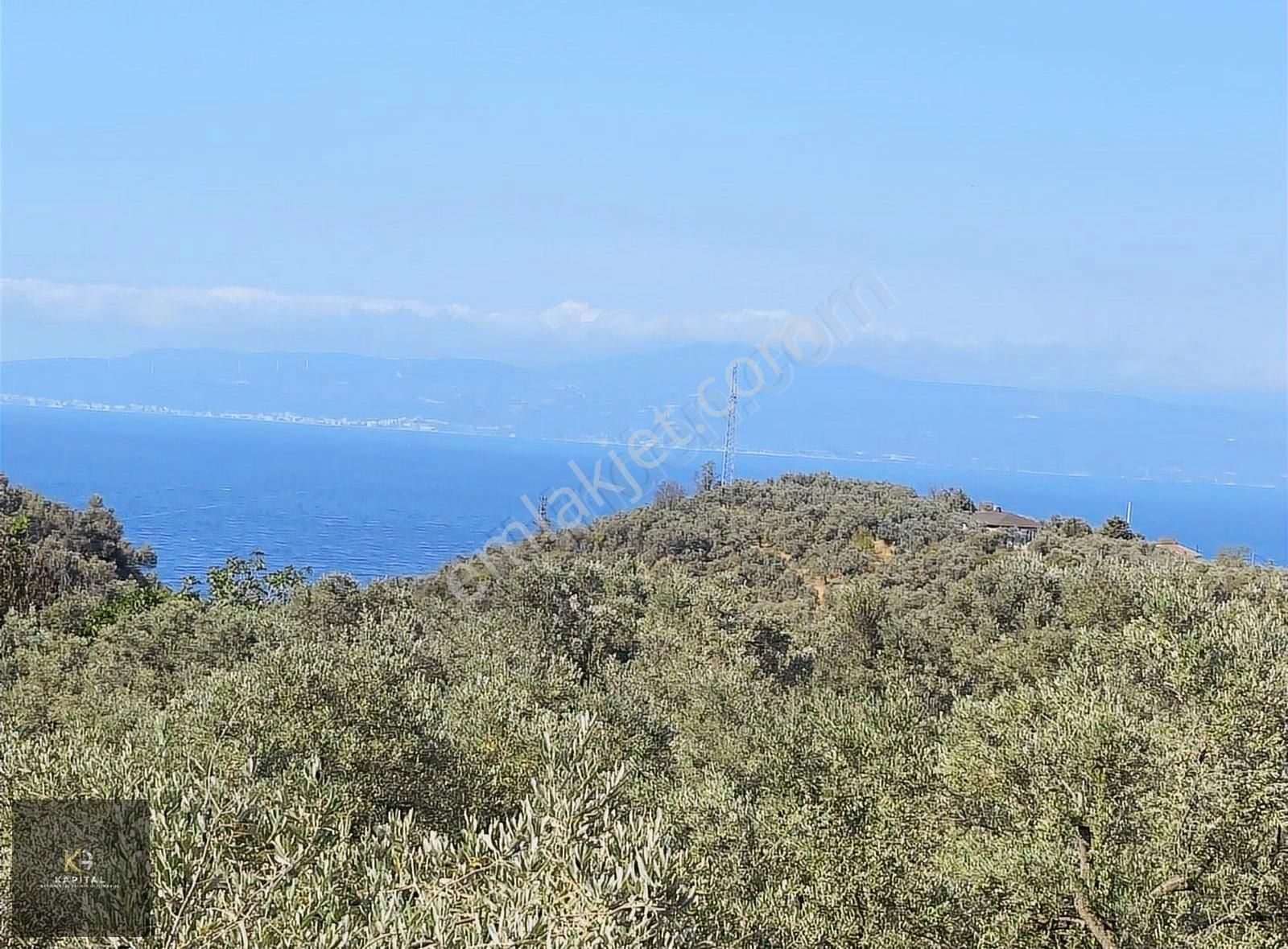Kapital'den Kumyaka'da 3873 M2 Satılık Zeytinlik - Görsel 12