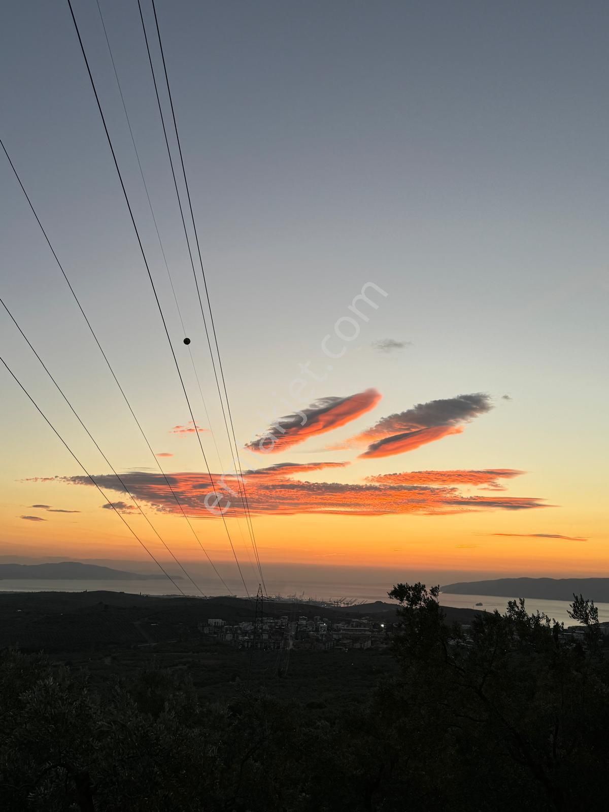 Umurbeyde Deniz Manzarlı 65 Ağaç Zeytinlik - Görsel 3