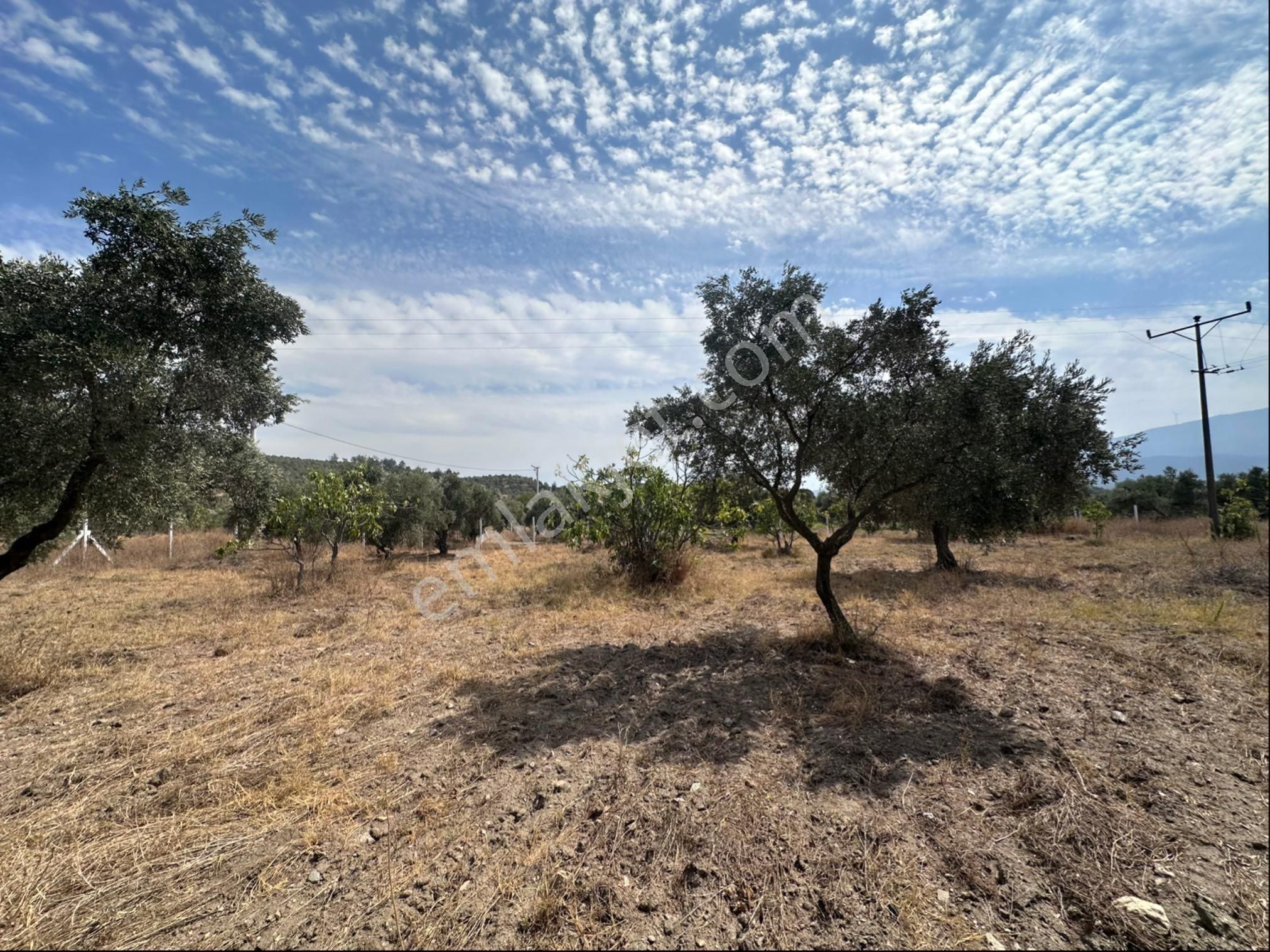 Süper Konumda Zeytinlik Ve İncir Bahçesi - Görsel 4