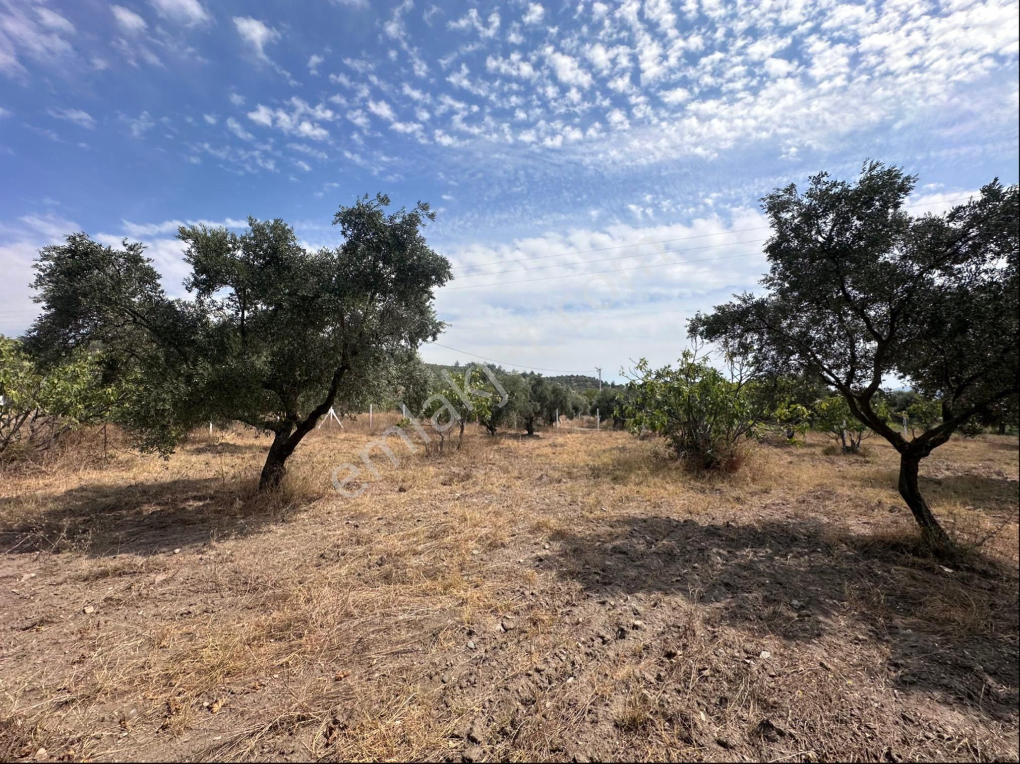 Süper Konumda Zeytinlik Ve İncir Bahçesi