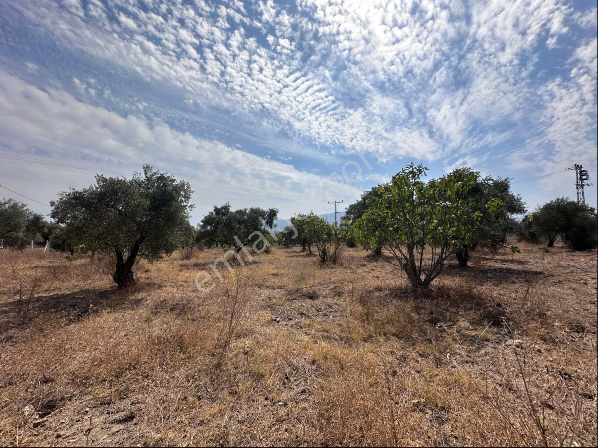 Süper Konumda Zeytinlik Ve İncir Bahçesi - Görsel 6