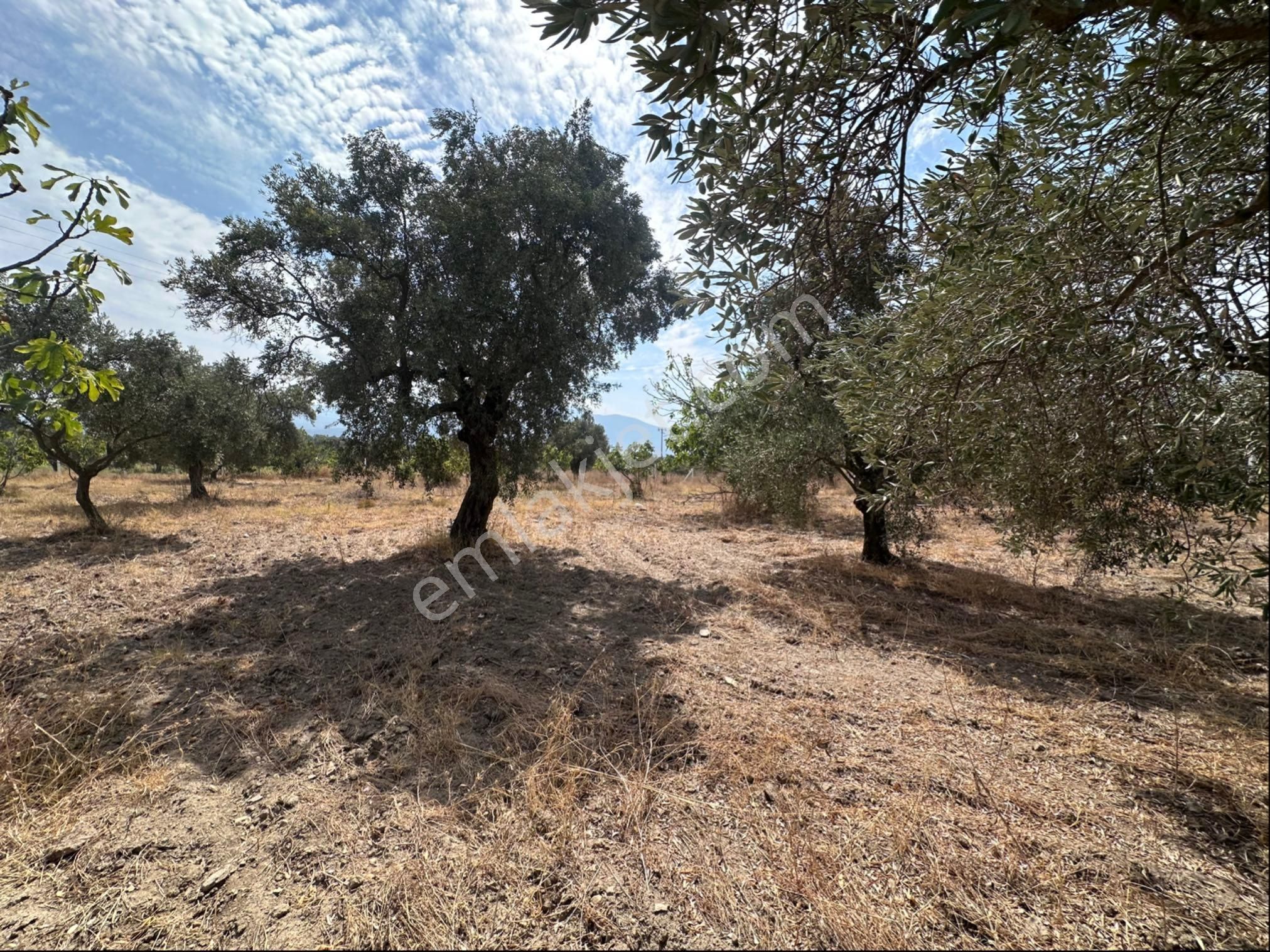 Süper Konumda Zeytinlik Ve İncir Bahçesi - Görsel 2