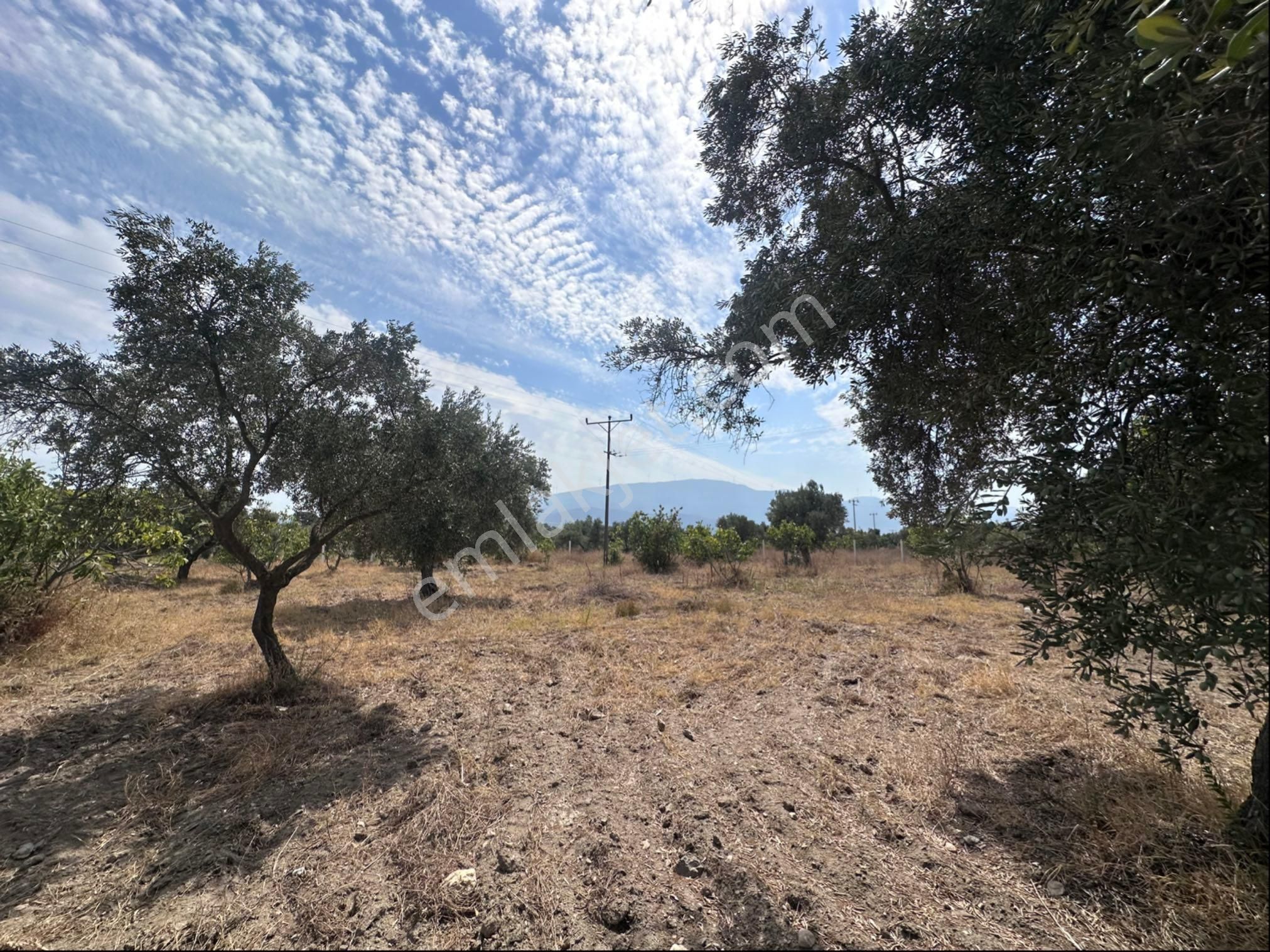 Süper Konumda Zeytinlik Ve İncir Bahçesi - Görsel 3