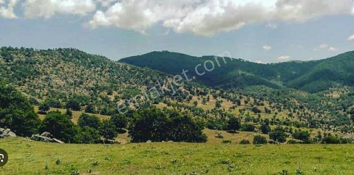 Kütahya Simav Aşağıdolaylar 'da Satılık Tarla - Görsel 6