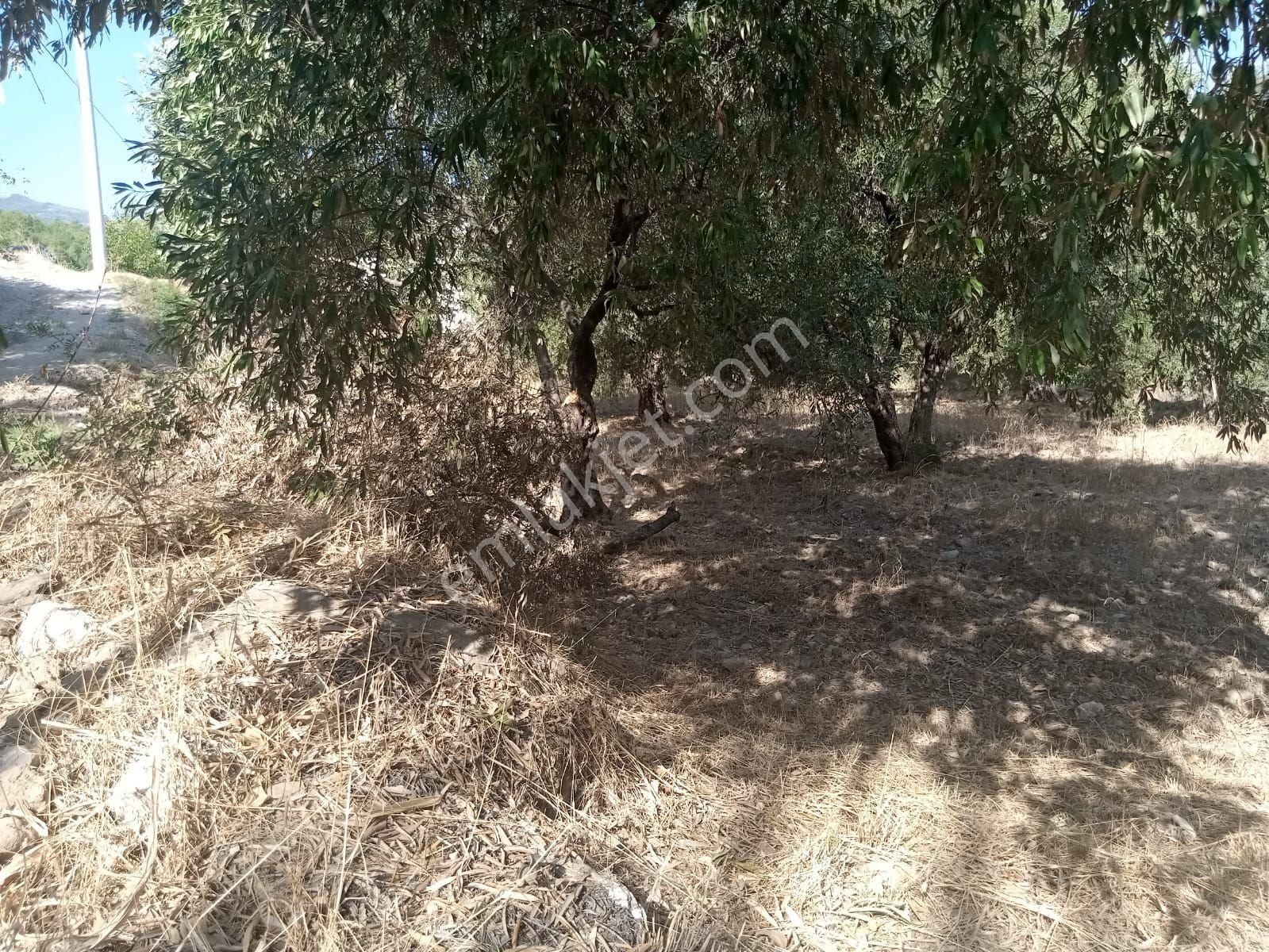 Aydın Bozdoğan Çamlıderemah Satılık Arsa - Görsel 3