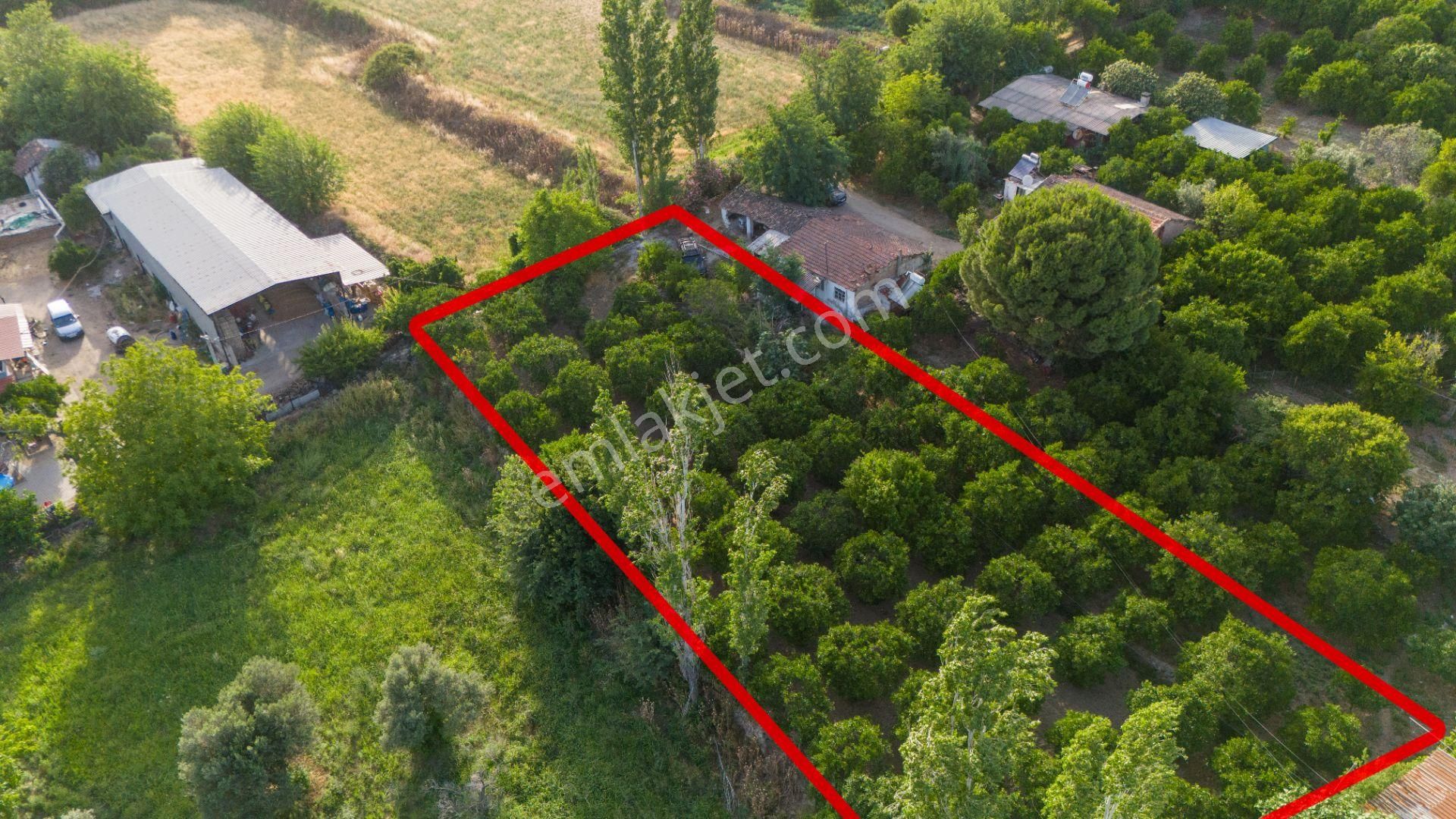 Kuyucak Çobanisa Mahallesinde Satılık Bahçe Evi Ve Portakal Bahçesi - Görsel 5
