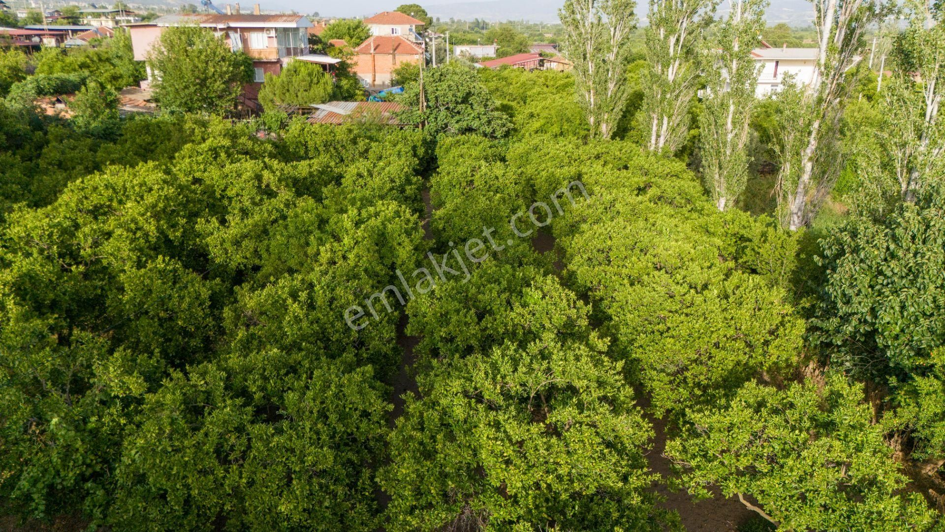 Kuyucak Çobanisa Mahallesinde Satılık Bahçe Evi Ve Portakal Bahçesi - Görsel 3
