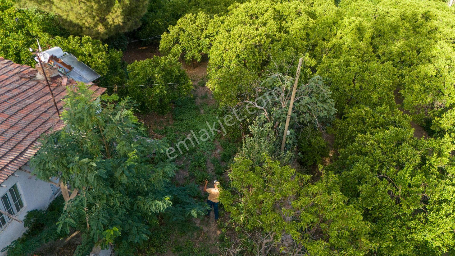 Kuyucak Çobanisa Mahallesinde Satılık Bahçe Evi Ve Portakal Bahçesi - Görsel 13