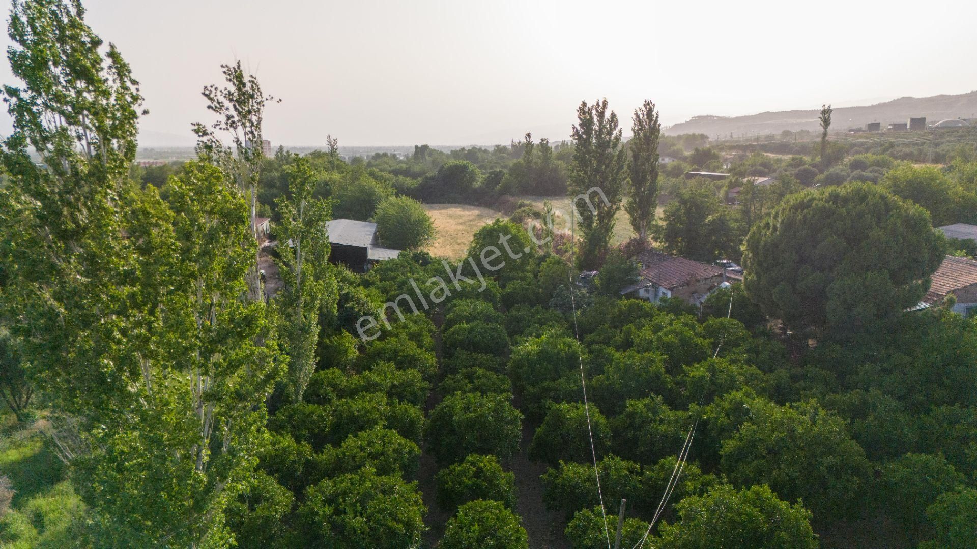 Kuyucak Çobanisa Mahallesinde Satılık Bahçe Evi Ve Portakal Bahçesi - Görsel 22