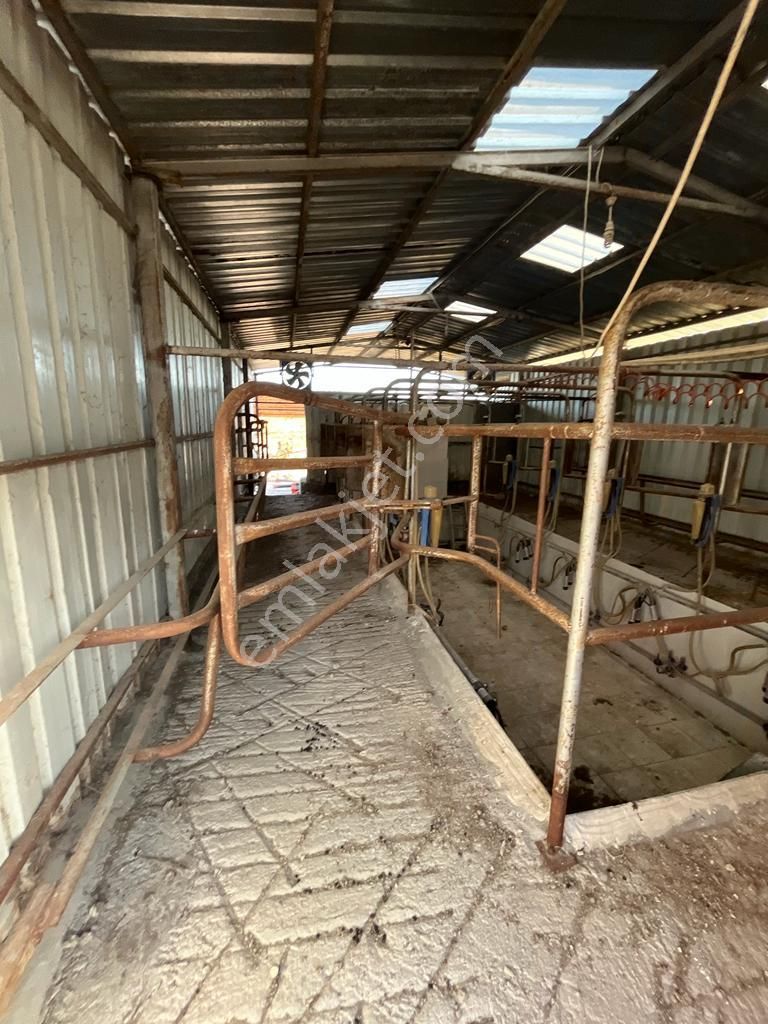 3bin Dönüm Meraya Hakim Asvalt Boyu Satılık Çiftlik - Görsel 13