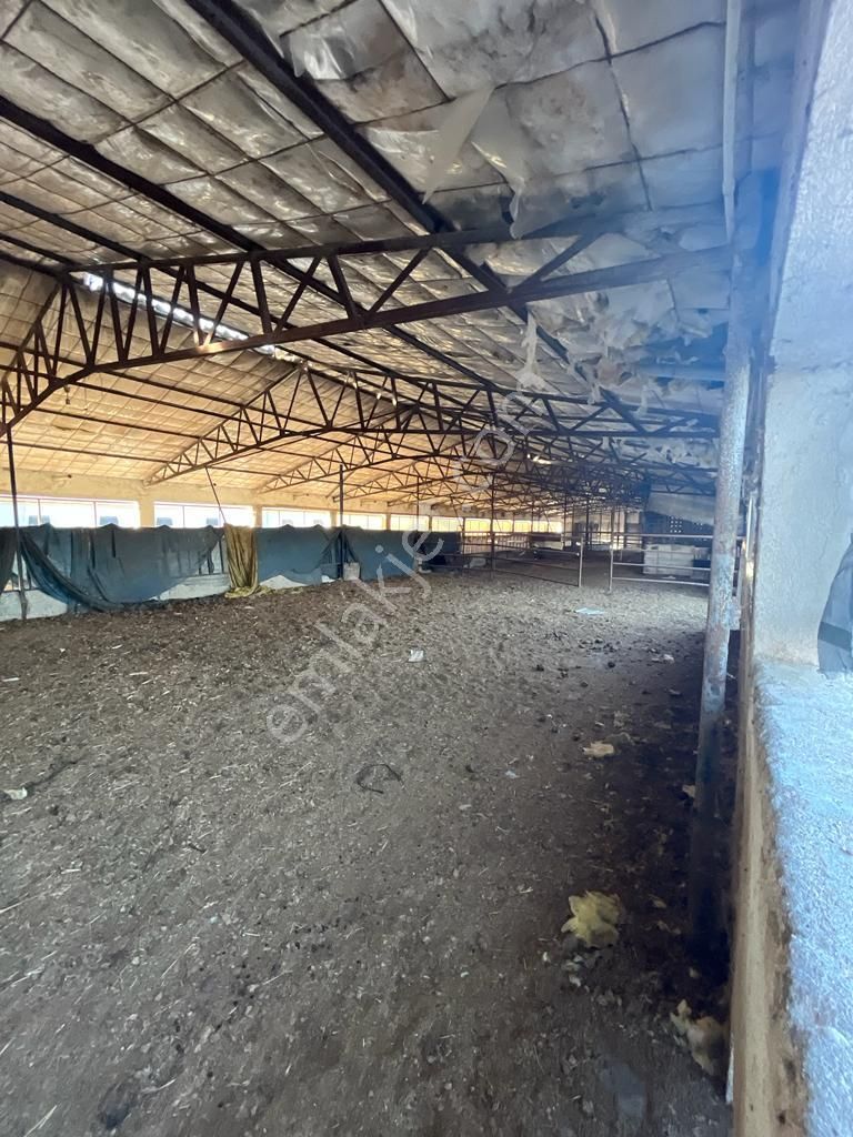 3bin Dönüm Meraya Hakim Asvalt Boyu Satılık Çiftlik - Görsel 18